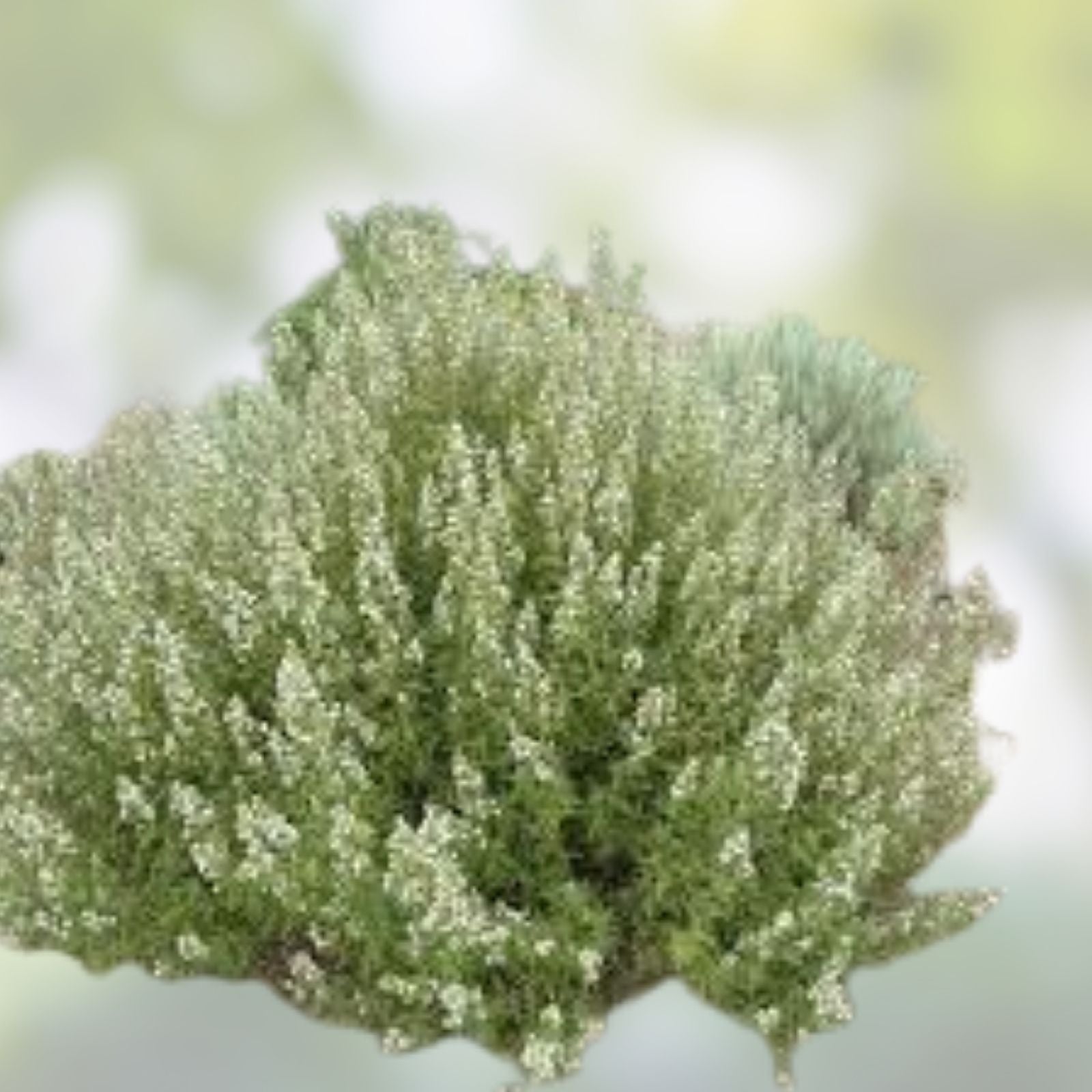 Desert Sweet Fern Bush Seeds – 20+ Native Medicinal Hedge Shrub, C. millefolium, Drought Tolerant, Perennial Plant Seeds