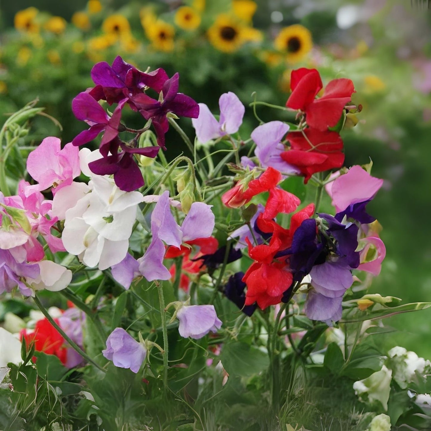 Fragrant Sweet Peas Seeds 100 Count Royal Family Lathyrus odoratus