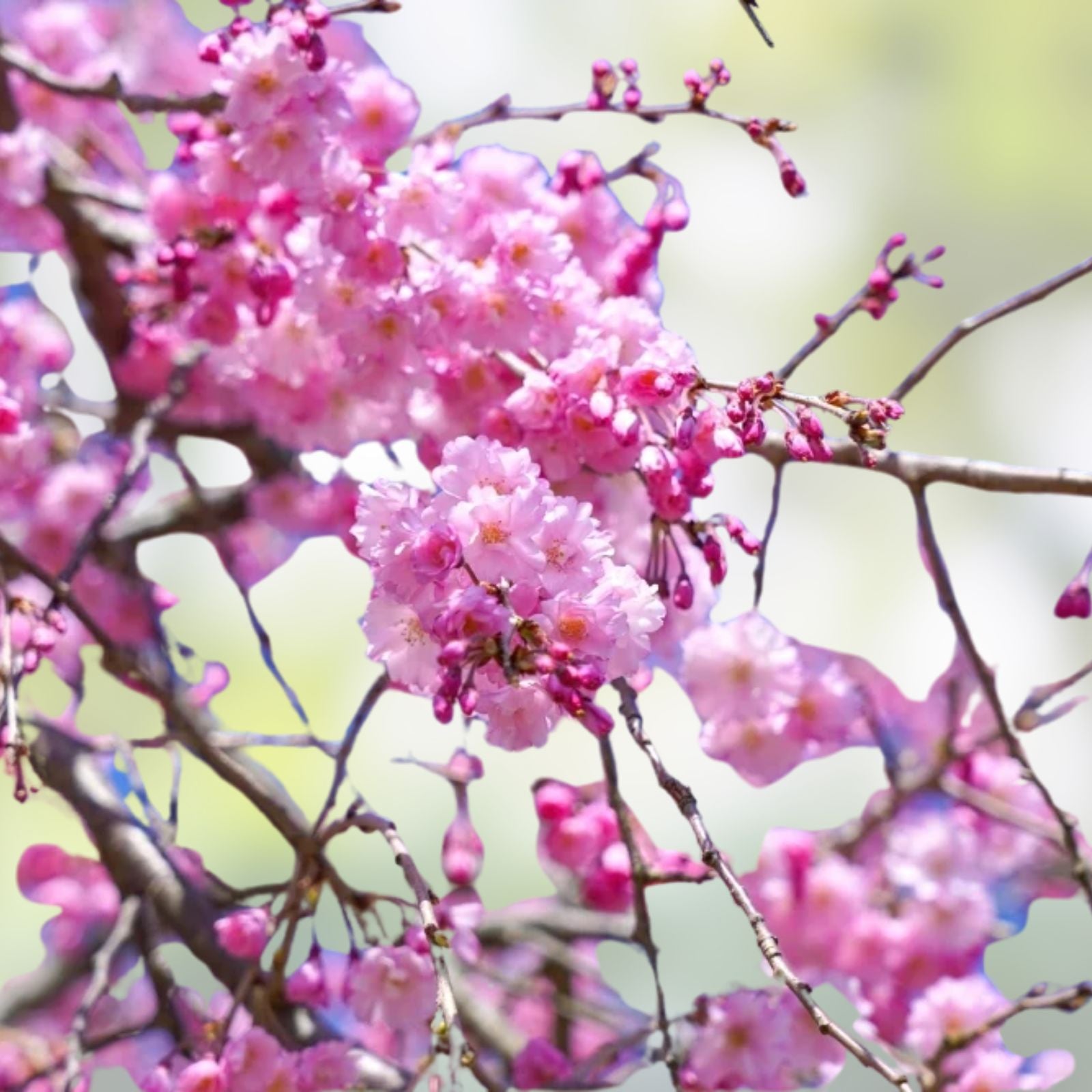 Weeping Cherry Tree Seeds – 8 Seeds – Blooming Weeping Higan Cherry (Prunus subhirtella) – Ornamental Flowering Tree Seeds