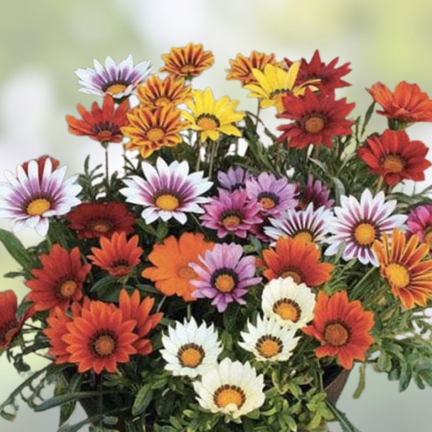 Gazinia Seeds 100 Count - Exotic Gazania rigens Varieties for Planting - Bright Colorful Flowering Annuals