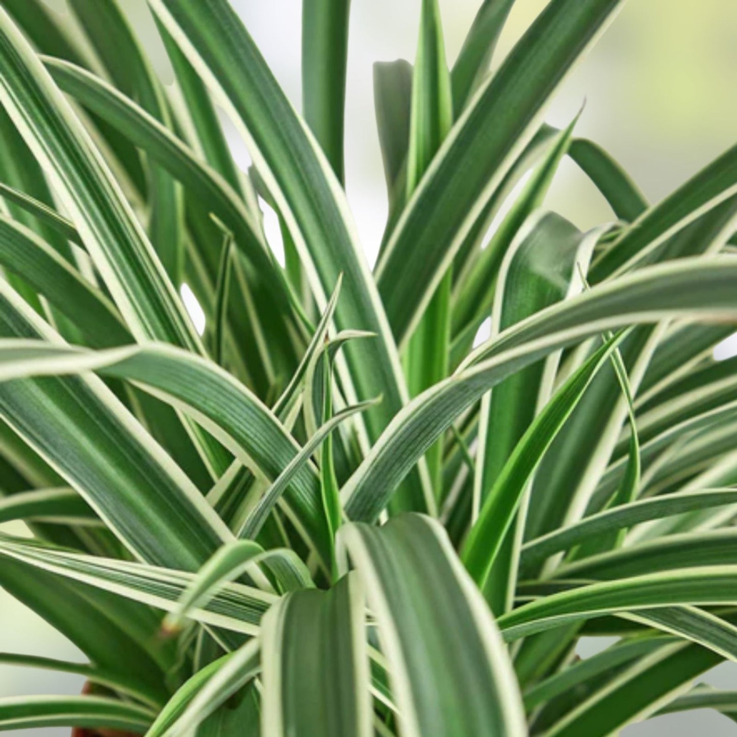 Reverse Variegated Spider Plant Cuttings 2PCS – Air-Purifying Indoor Houseplant Chlorophytum comosum