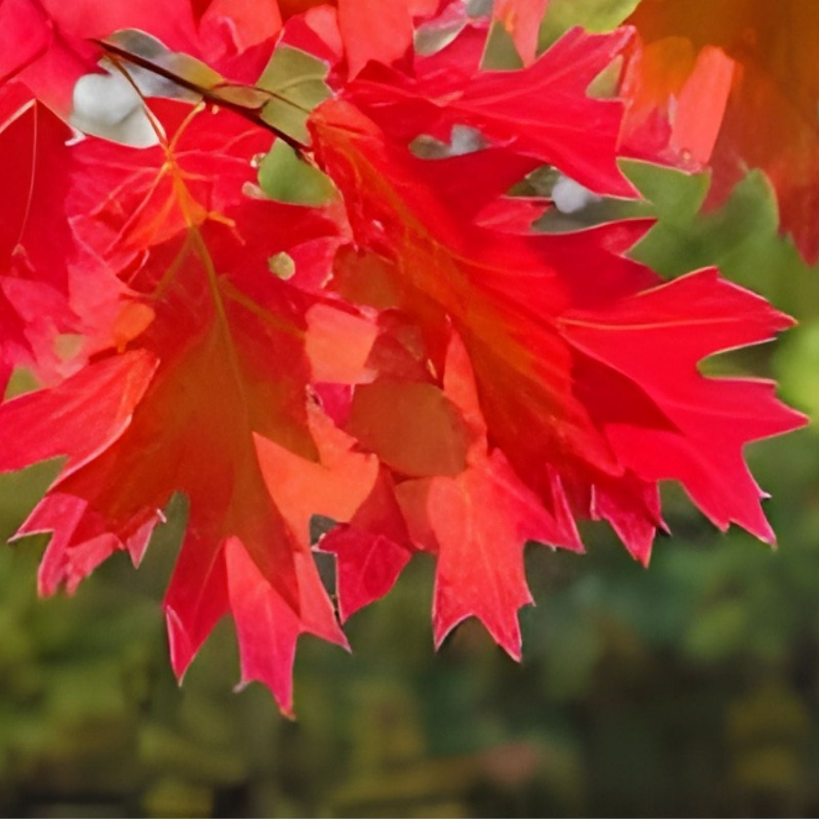 Red Oak Tree Seedlings 12-24 Inch Live Quercus rubra No Shipping to California