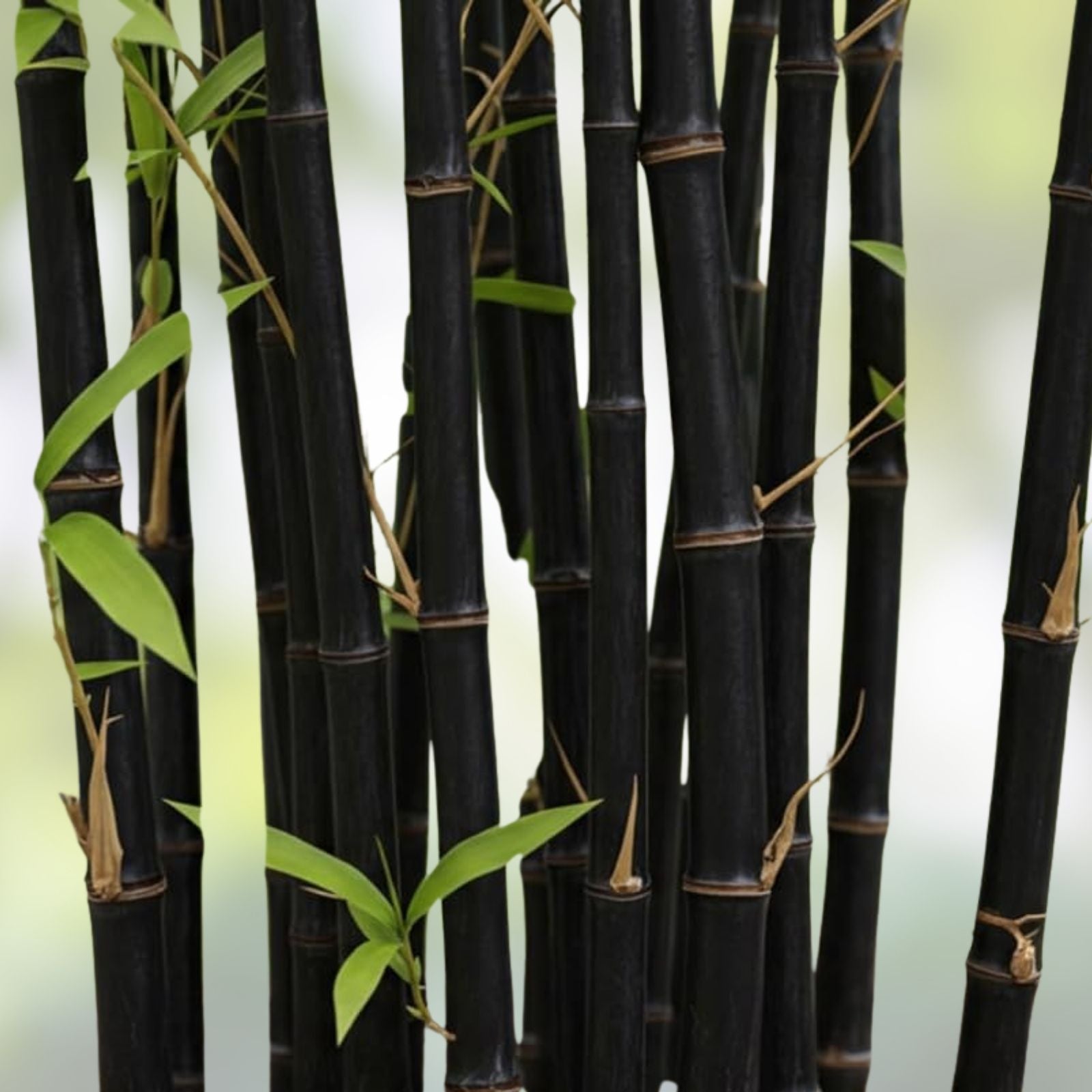 Rare Black Bamboo Seeds - 100+ Count - Exotic Fast Growing Planting Seeds - Phyllostachys nigra