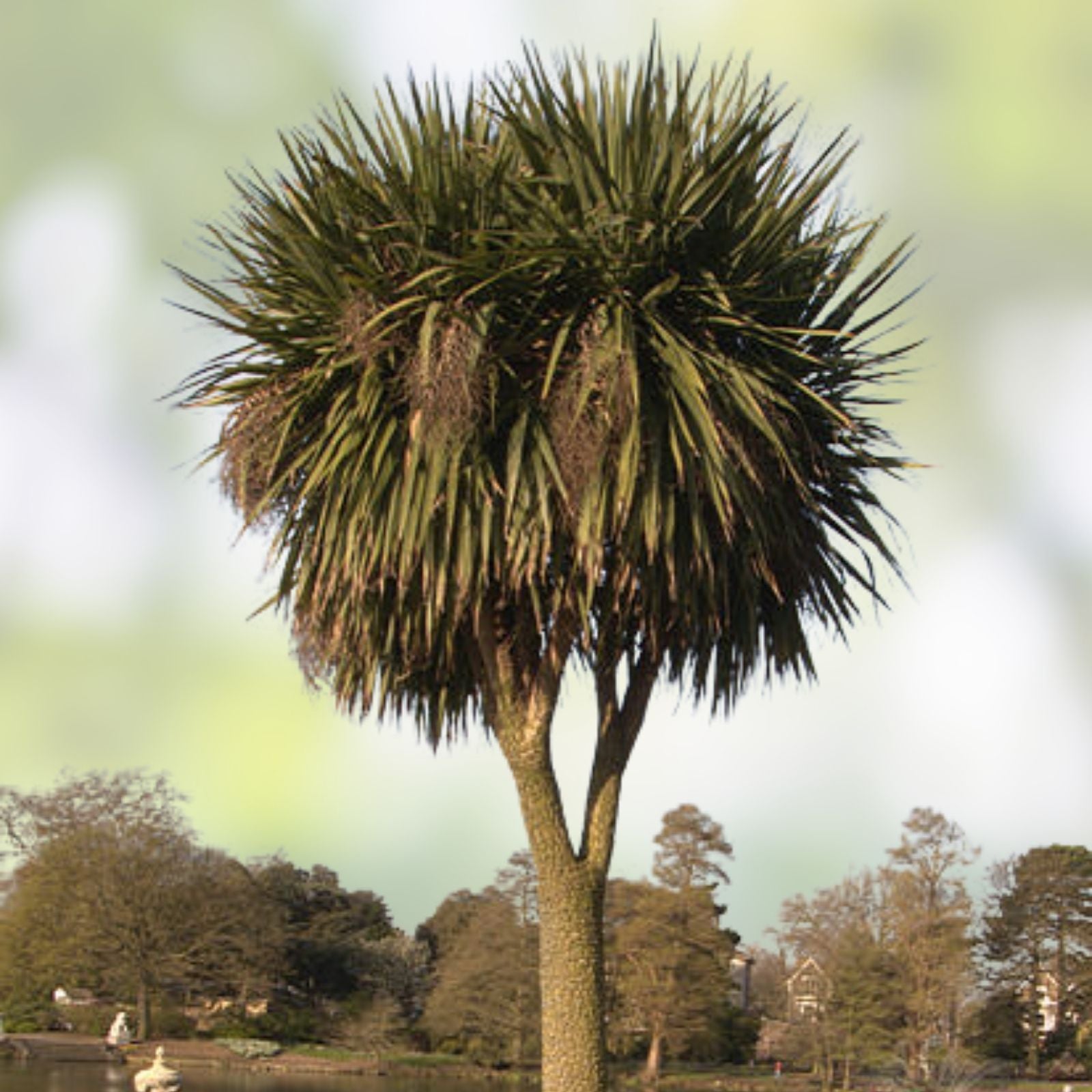 Cabbage Palm Tree Seeds 30 Count - Cordyline Australis - Tropical Garden, Landscape Planting, Ornamental Tree Seeds