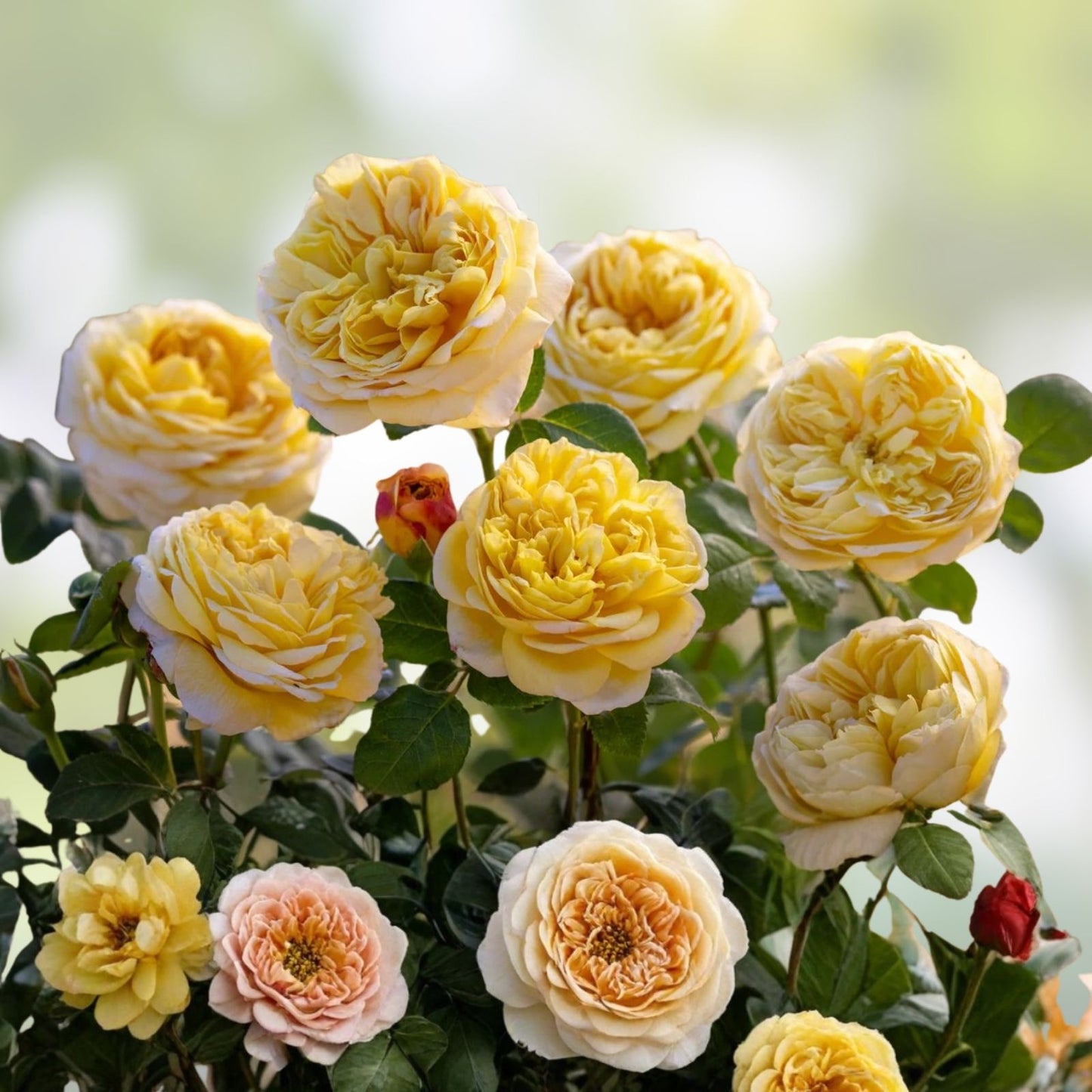 Unrooted Rose Cuttings 3 Pack Auspeet Variety Fresh Planting Rosa spp.