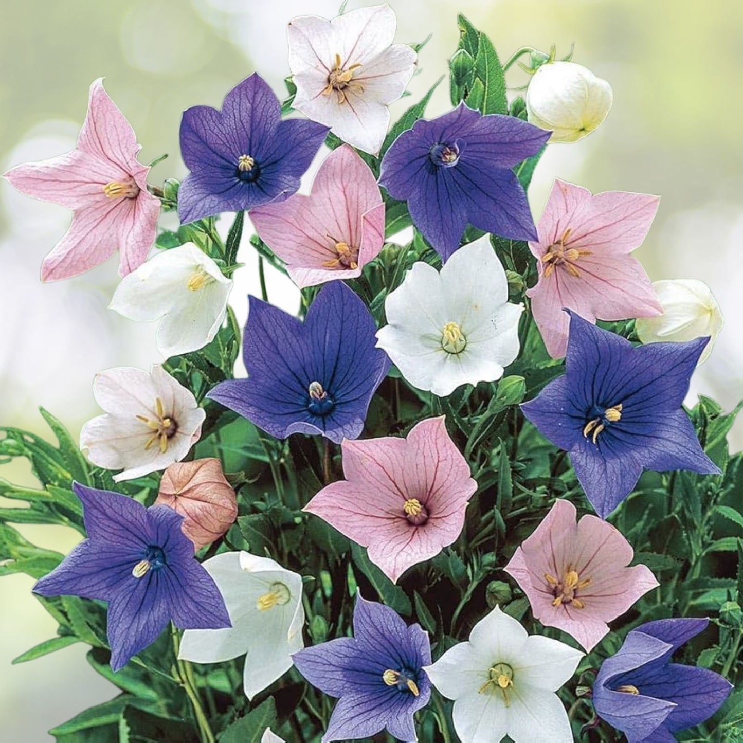 Balloon Flower Seeds - Toraji Variety - Platycodon grandiflorus - 100+ Seeds - Free Shipping USA