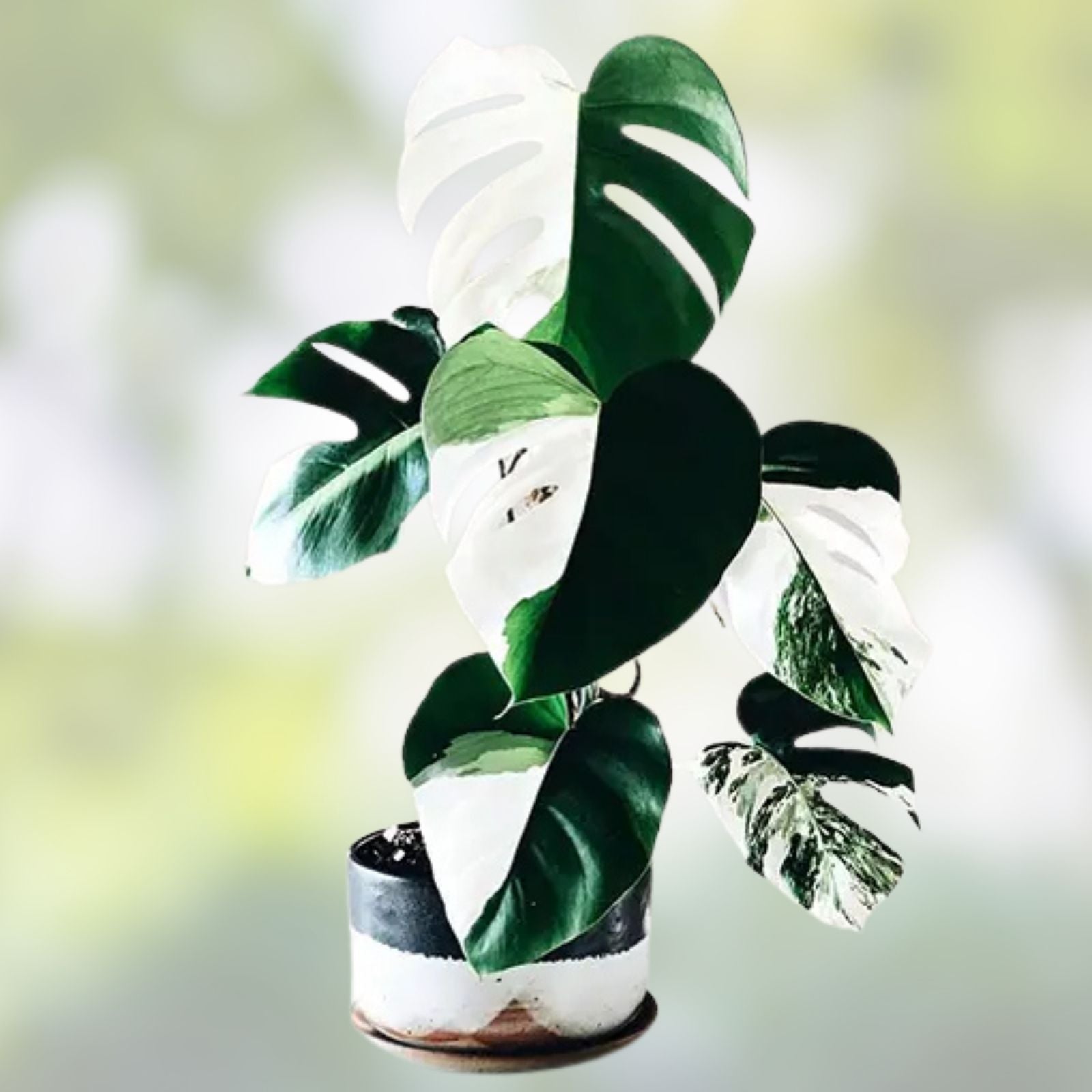 Rooted Monstera Albo Variegated Plant - Monstera Deliciosa Variegata - Indoor Houseplant for Decor