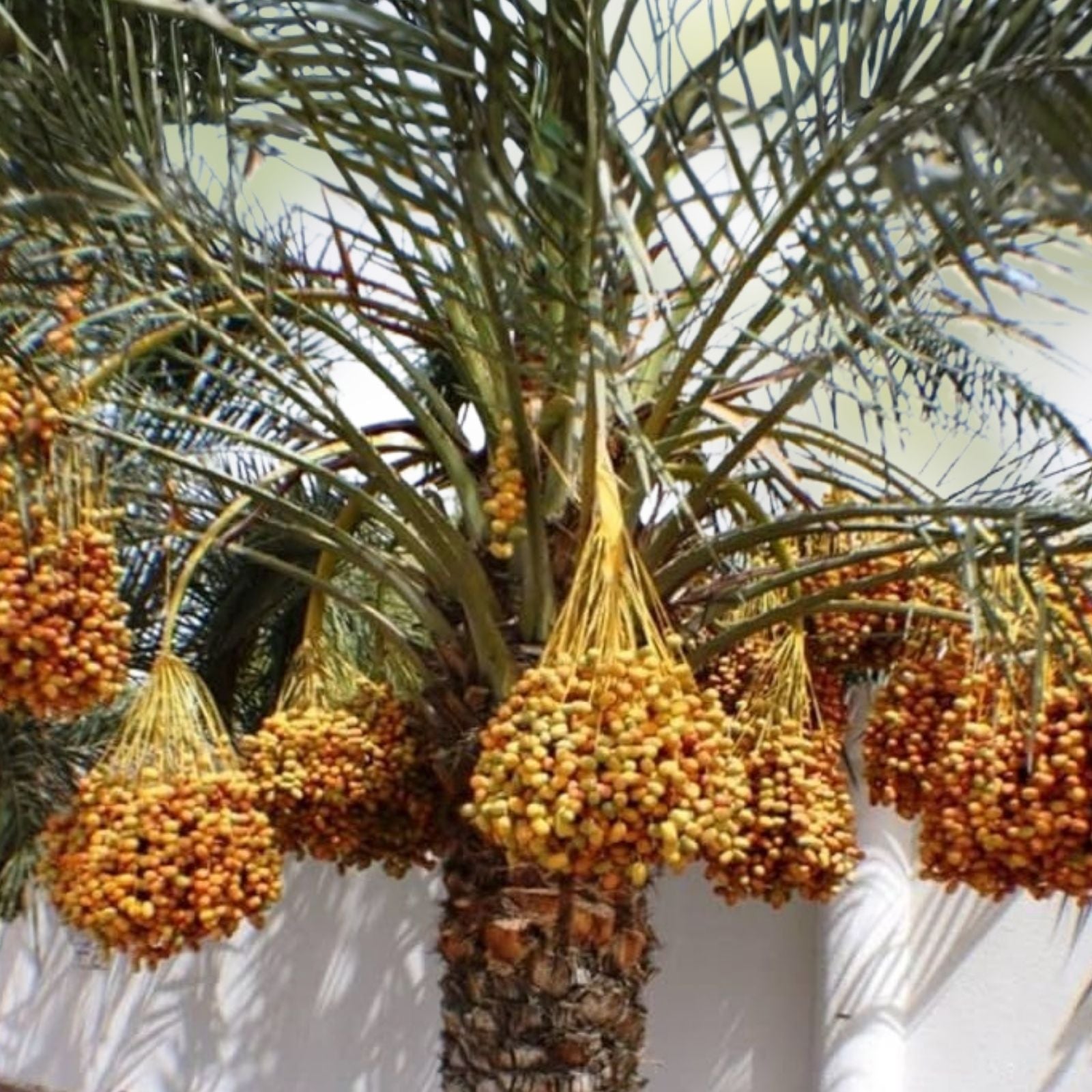 Medjool Date Palm Seedling 3.5" Pot, 2+ Year Old, Phoenix dactylifera, Indoor Outdoor Plant, Edible Fruit Tree