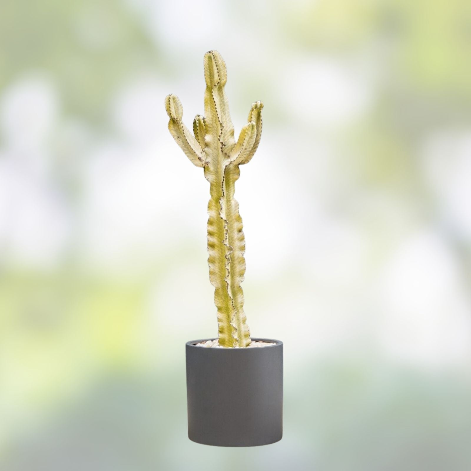 Euphorbia Cutting 16-17" Ammak Variety | Unique Succulent Plant for Indoor Outdoor Gardening Decor