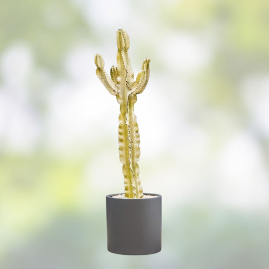 Euphorbia Cutting 16-17" Ammak Variety | Unique Succulent Plant for Indoor Outdoor Gardening Decor