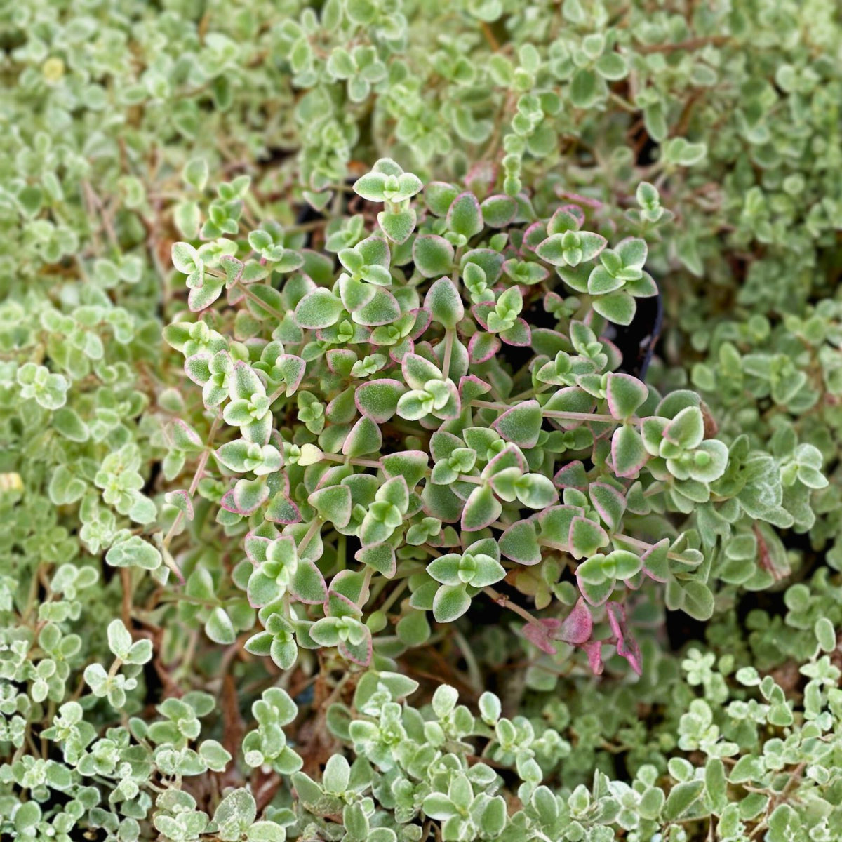 Sedum Little Missy 4" Variegated Trailing Succulent Plant - Colorful Ground Cover - Sedum 'Little Missy'
