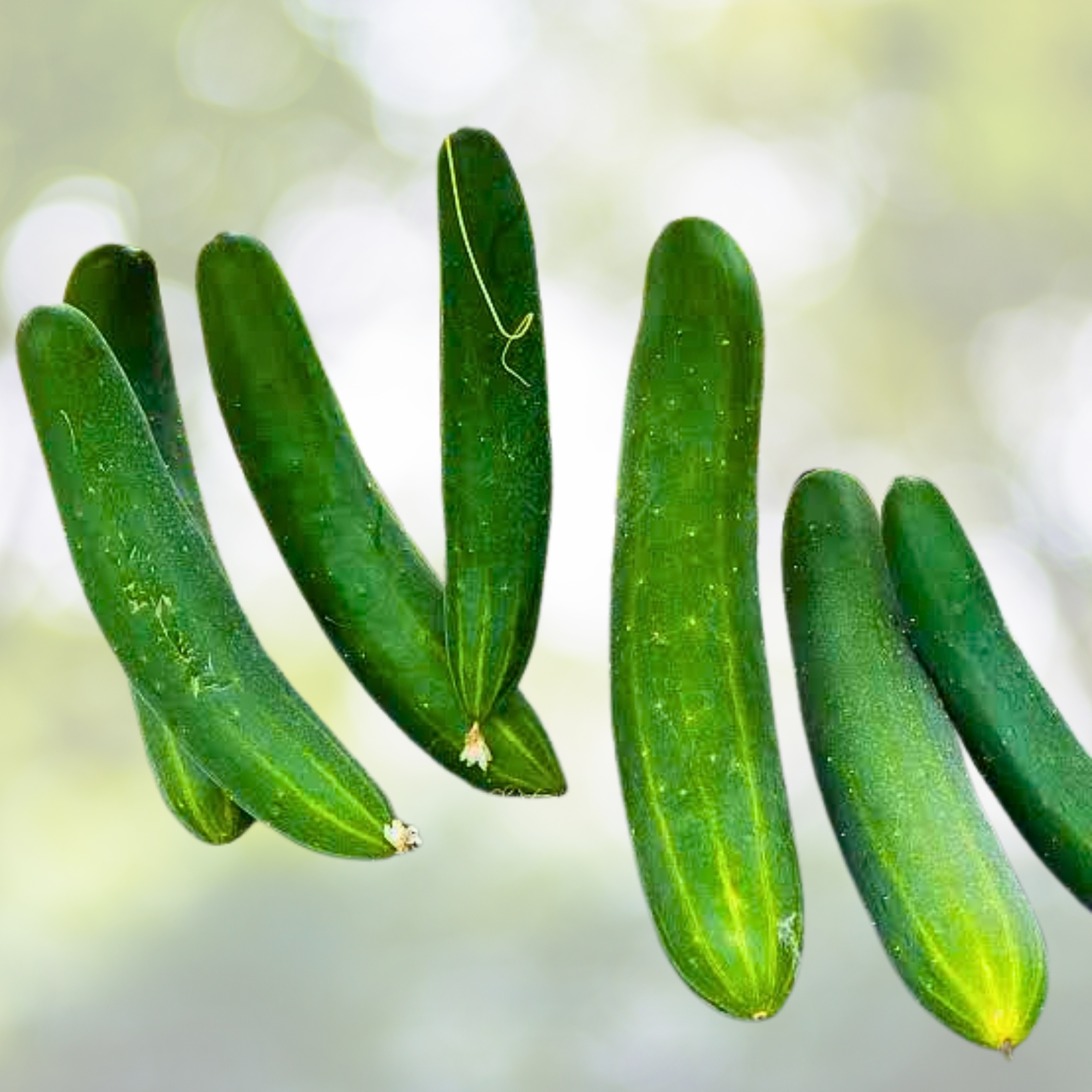 Cucumber Seeds 60 Count Burpless Bush Slicer F1 Non-GMO Fast Growing for Containers
