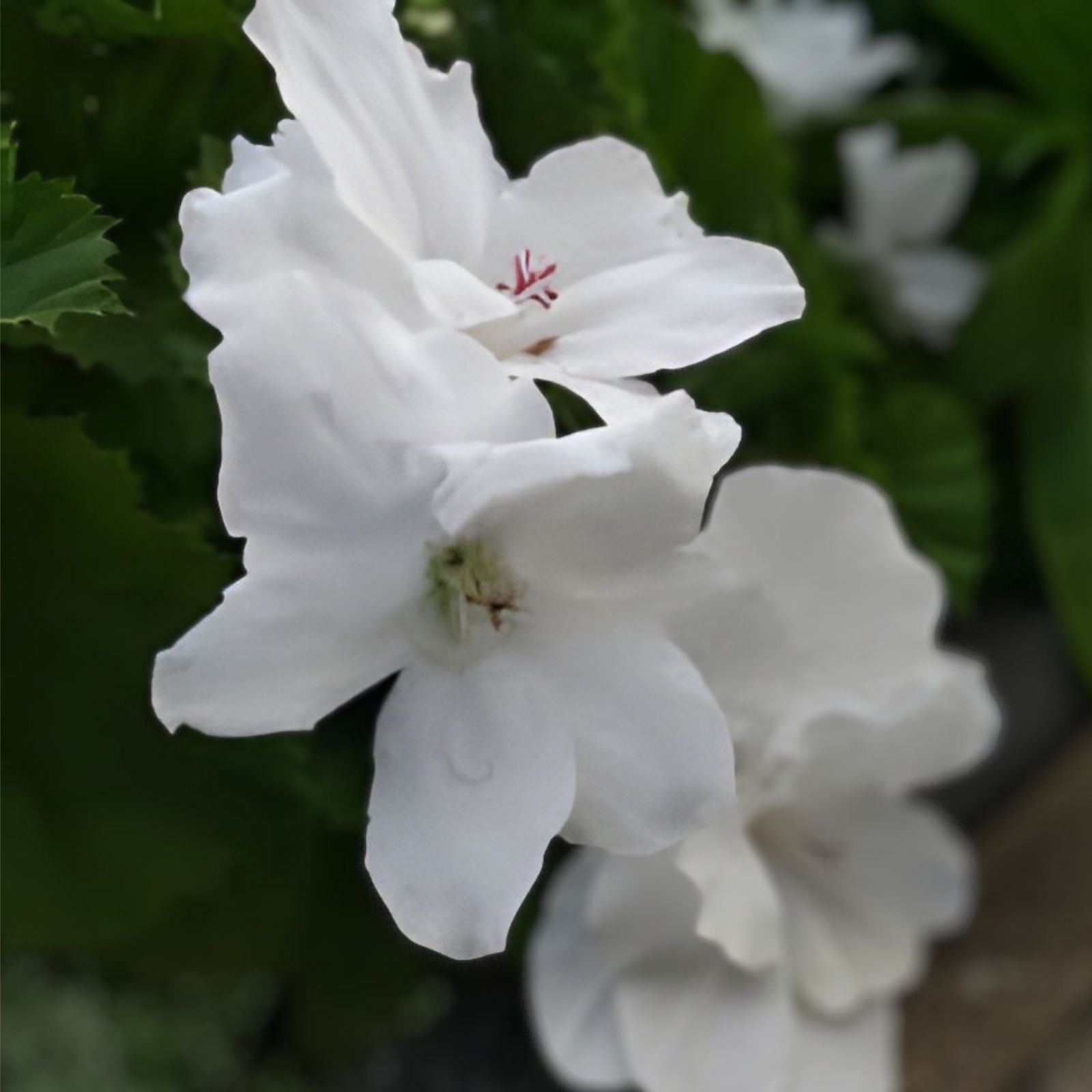 Tropical White Knight Vine Seeds - 20 Count - Night-Blooming, Moonlight Reflecting, Exotic Ipomoea alba Plant Seeds