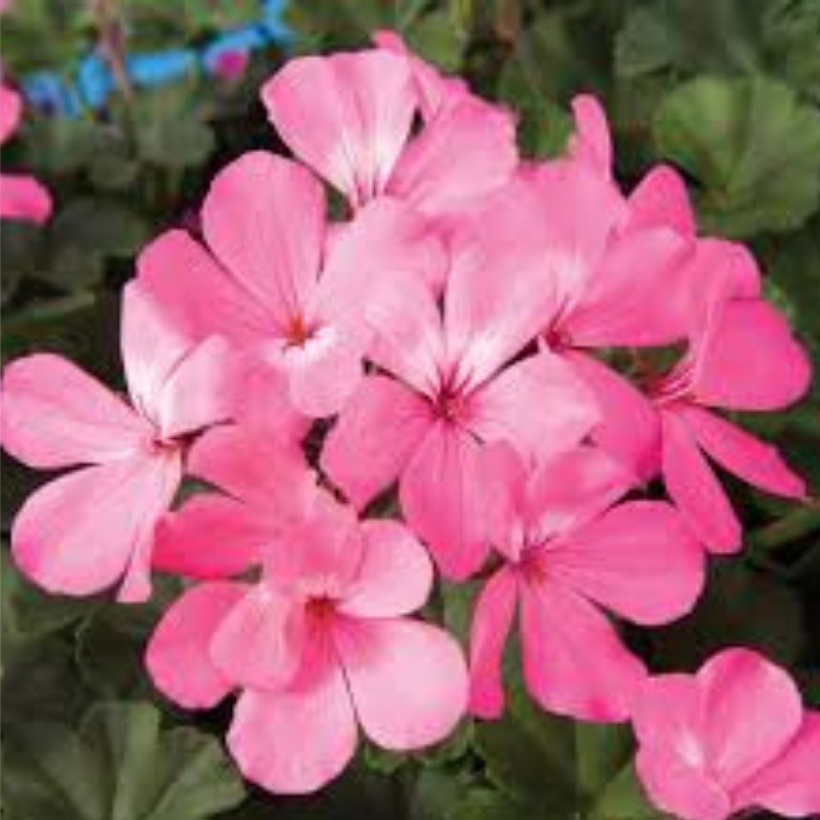 Rare Spiky Pink Bloom Cluster Pelargonium Geranium 6" Live Plant Cutting for Indoor Gardening, Unique Houseplant