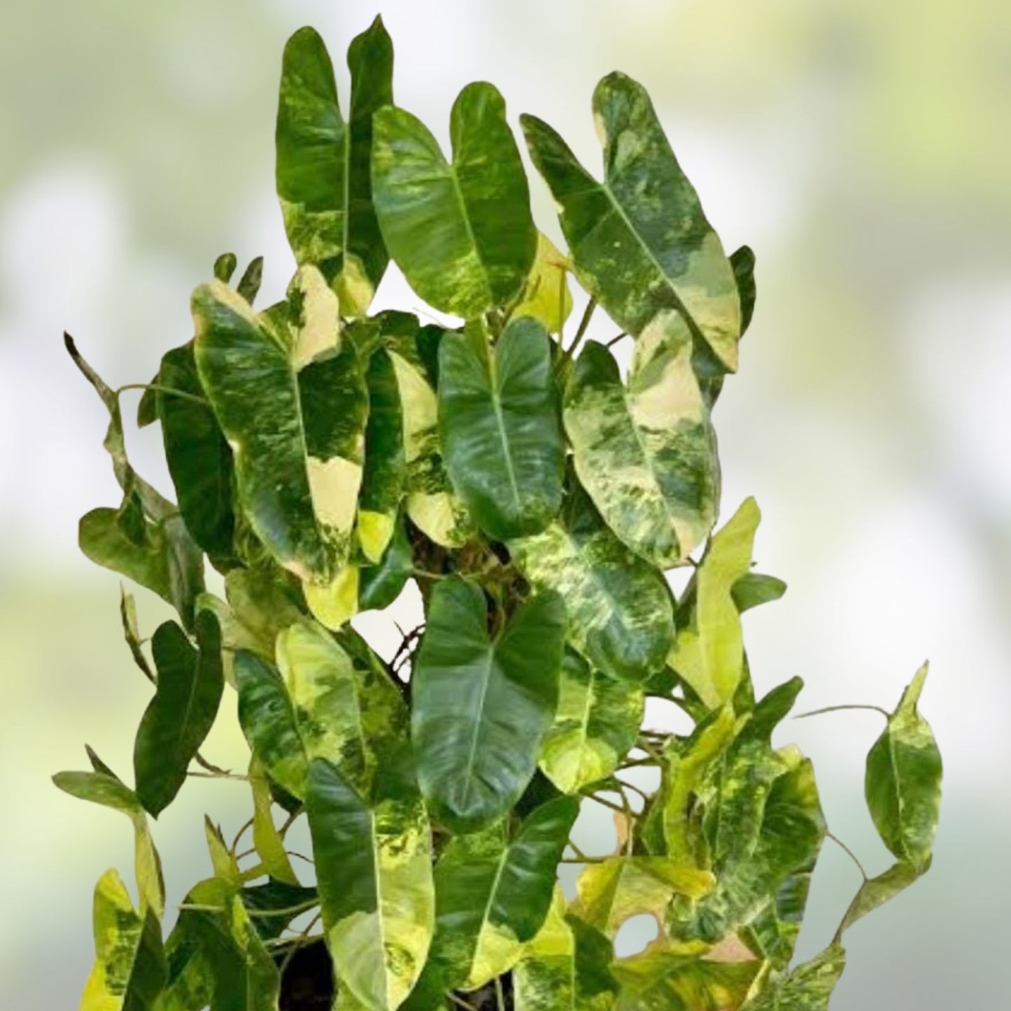 Philodendron Plant with Roots | Burle Marx Variety | Easy to Grow Indoor Plant | Philodendron 'Burle Marx'
