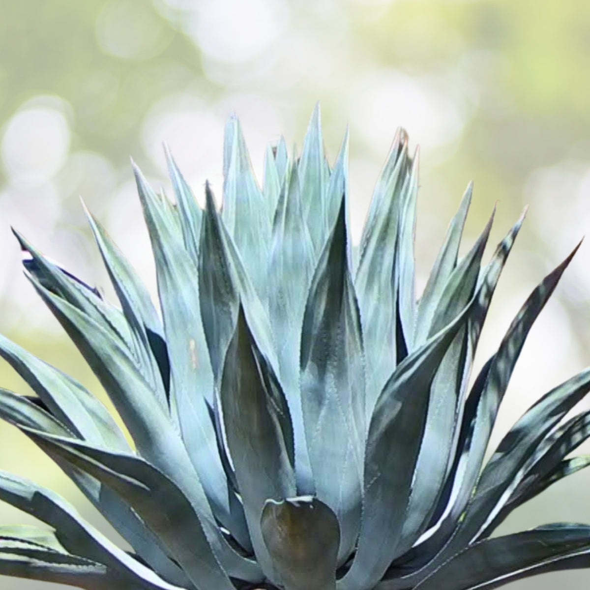 Blue Agave Small Plant - 5 to 6 Inches - Bare Root - Agave tequilana
