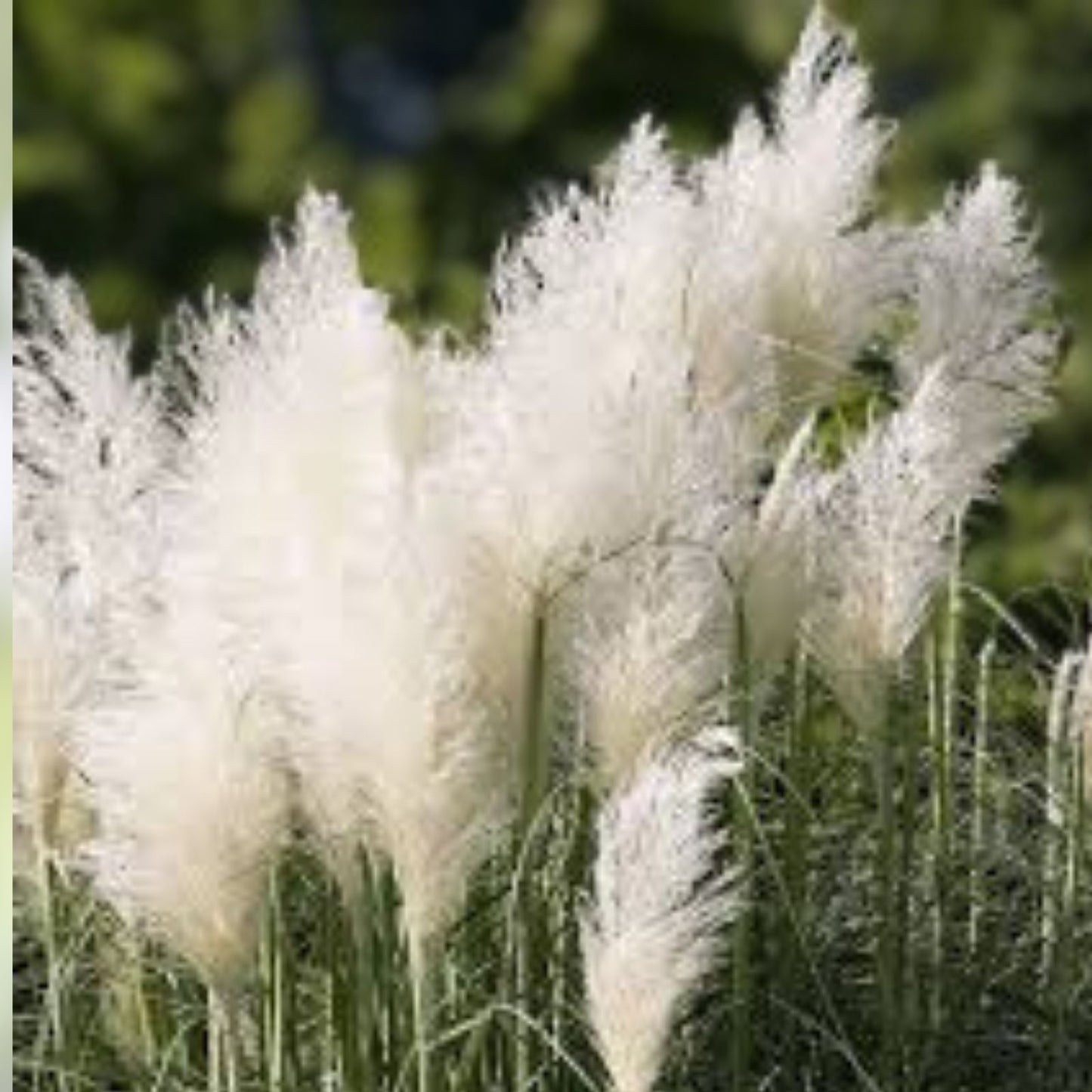Giant White Pampas Grass Seeds - 500 Seeds - Ornamental Grass - Cortaderia selloana - Made in USA, Ships from Iowa