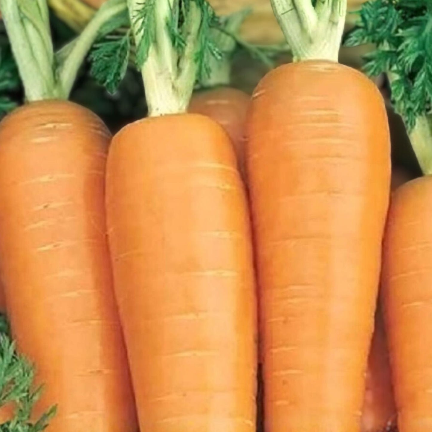 Non-GMO Heirloom Carrot Seeds - Organic Danvers Half Long - Daucus carota Vegetable Seeds for Gardening