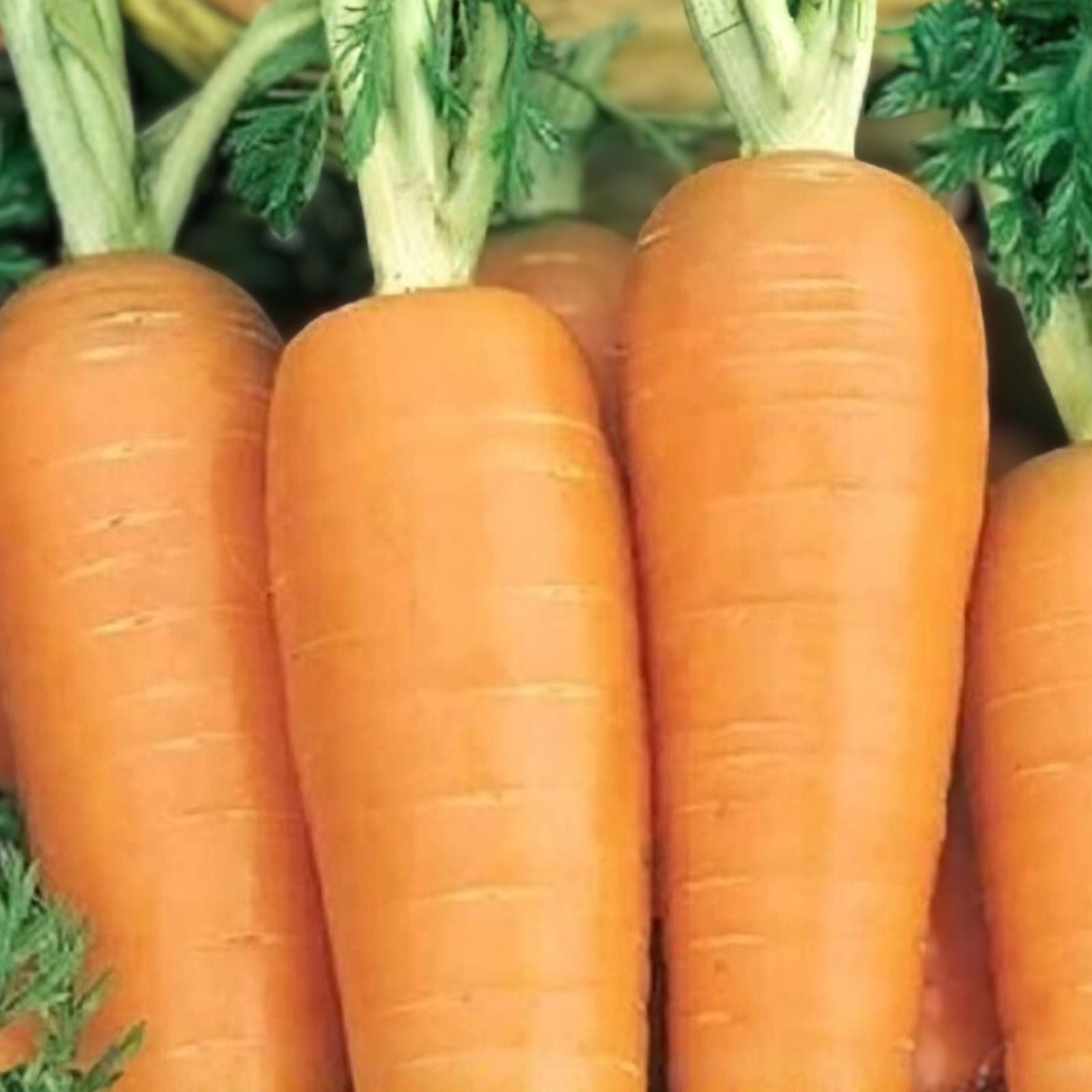 Non-GMO Heirloom Carrot Seeds - Organic Danvers Half Long - Daucus carota Vegetable Seeds for Gardening