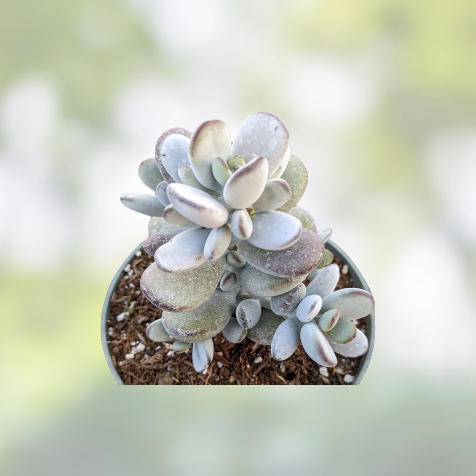 Cotyledon Orbiculata CV Succulent Plant in 2" Pot | Indoor Decor | Rooted Plant | Easy Care Succulent