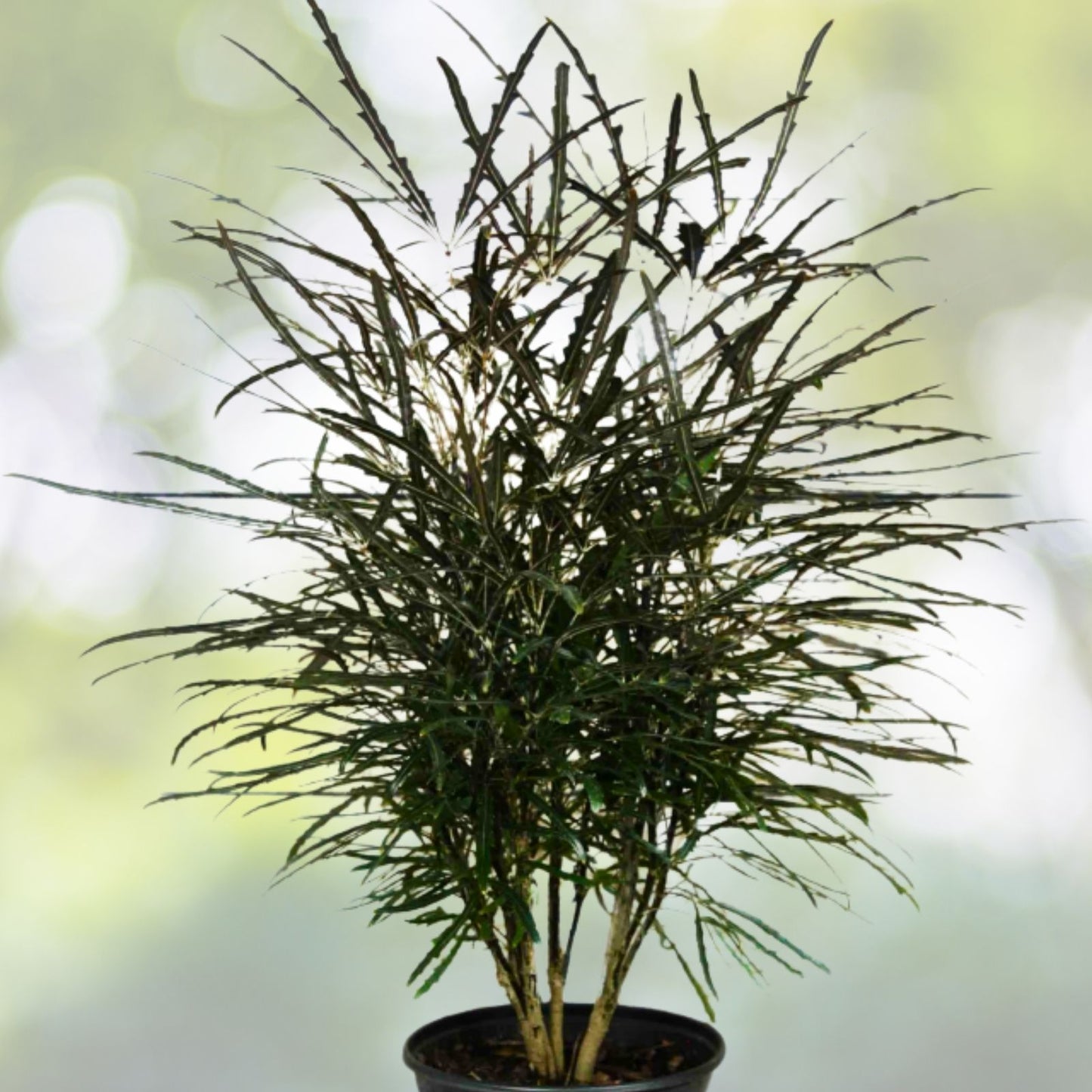 False Aralia Plant 5 Gallon Pot - Plerandra elegantissima - Tropical Indoor Foliage for Home and Garden Decor