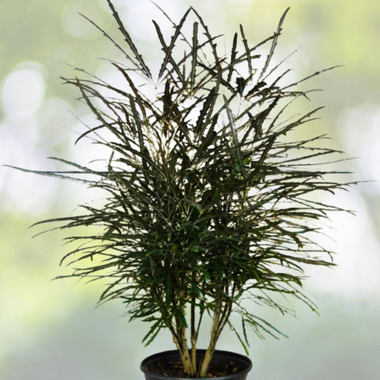 False Aralia Plant 5 Gallon Pot - Plerandra elegantissima - Tropical Indoor Foliage for Home and Garden Decor
