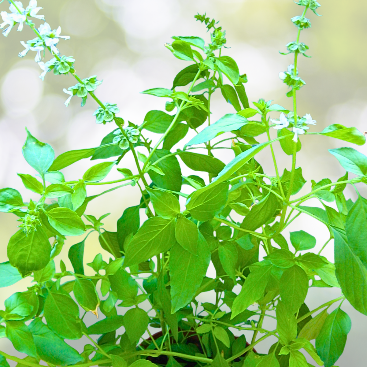 LEMON Basil Seeds - 200 Non-GMO Heirloom Specialty Herb for Citrus Flavor - Ocimum basilicum