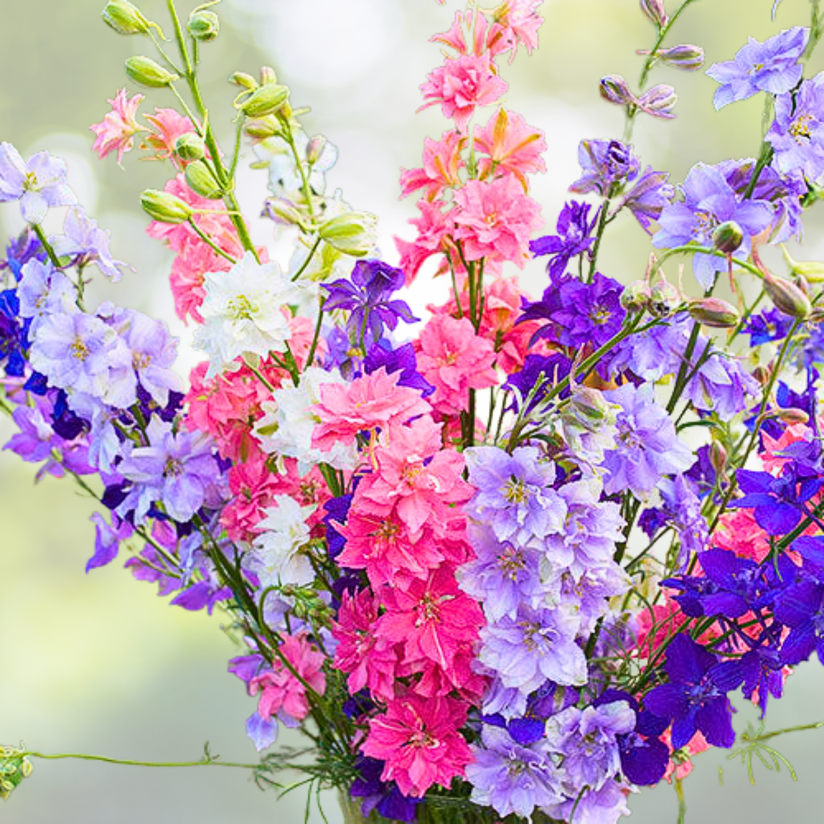 Rocket Larkspur Seeds - 500 Non-GMO Seeds, Delphinium ROMANCE MIX Pink & Blue, Attracts Pollinators