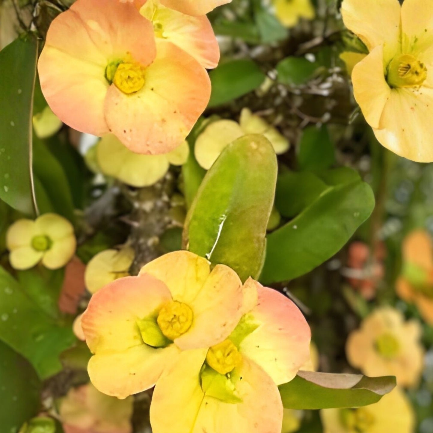 Tiny Yellow Euphobia Milii Succulent Cutting - Drought-Tolerant Indoor Plant - Crown of Thorns Cactus, Bright Yellow Flowers