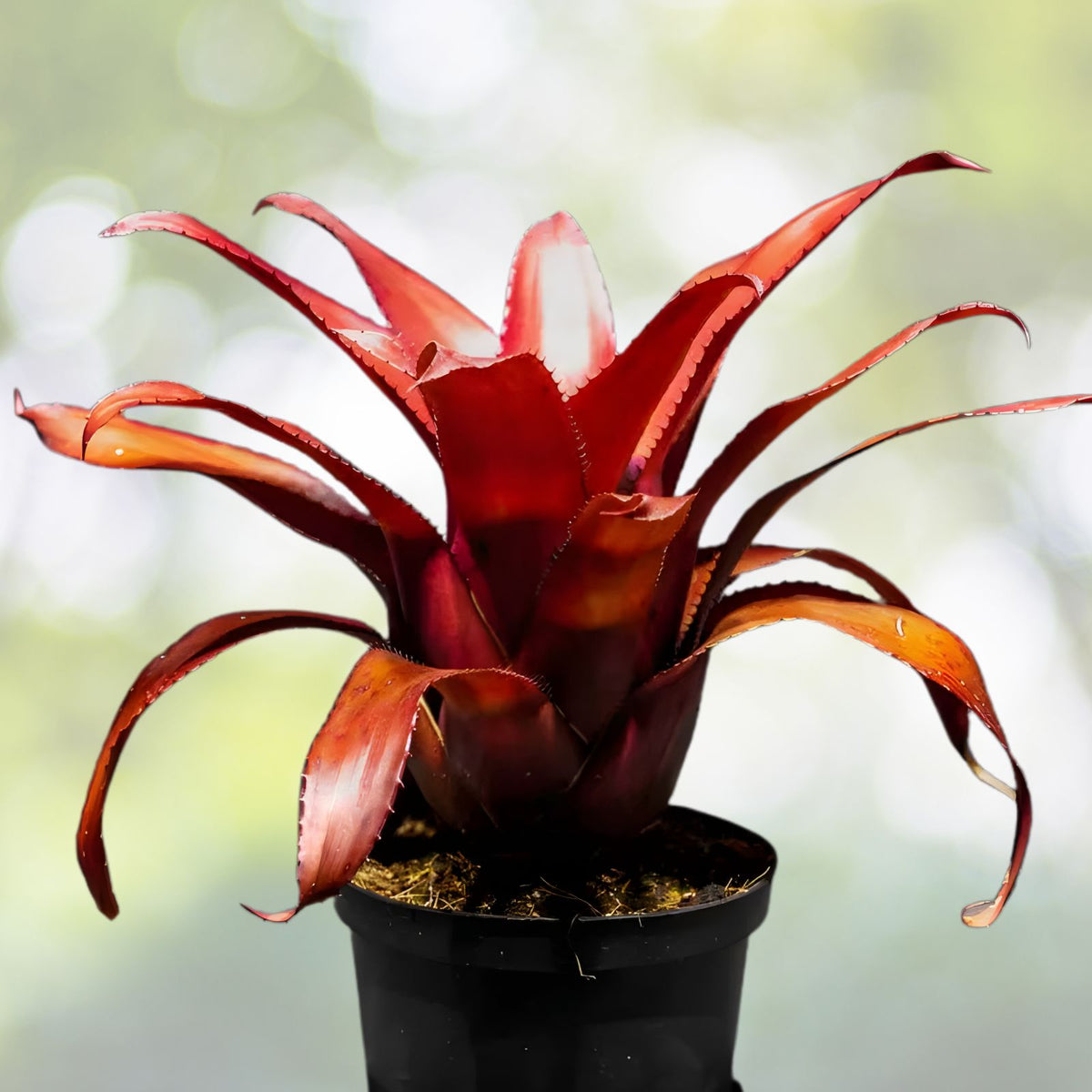 Neoregelia Plant 6" Pot Chile Verde - Albomarginated Green Foliage, Bright Red Center - Neoregelia Species