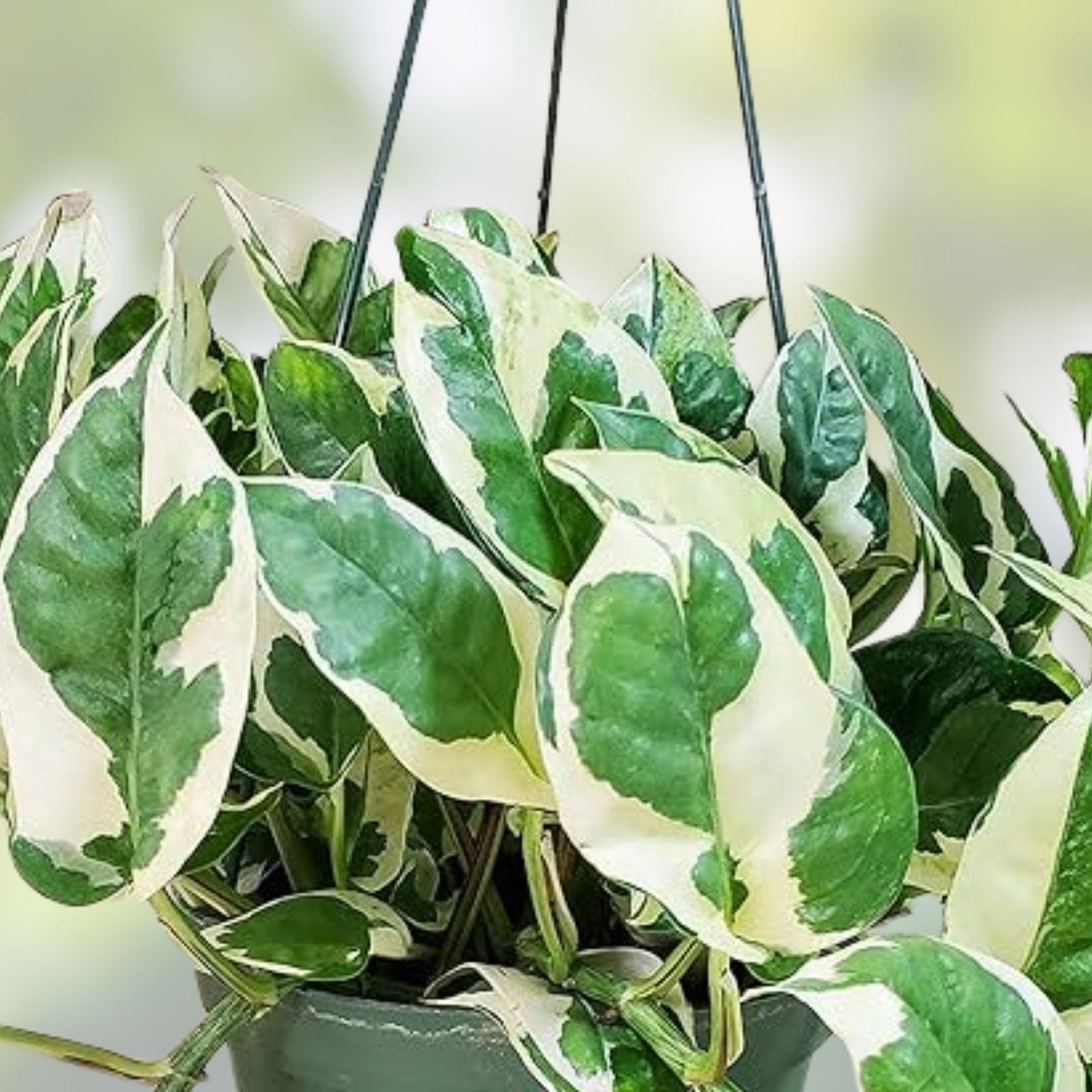 Mystery House Plant Cuttings 6 Pothos Assortment – Indoor Plants for Home Decor – Epipremnum aureum