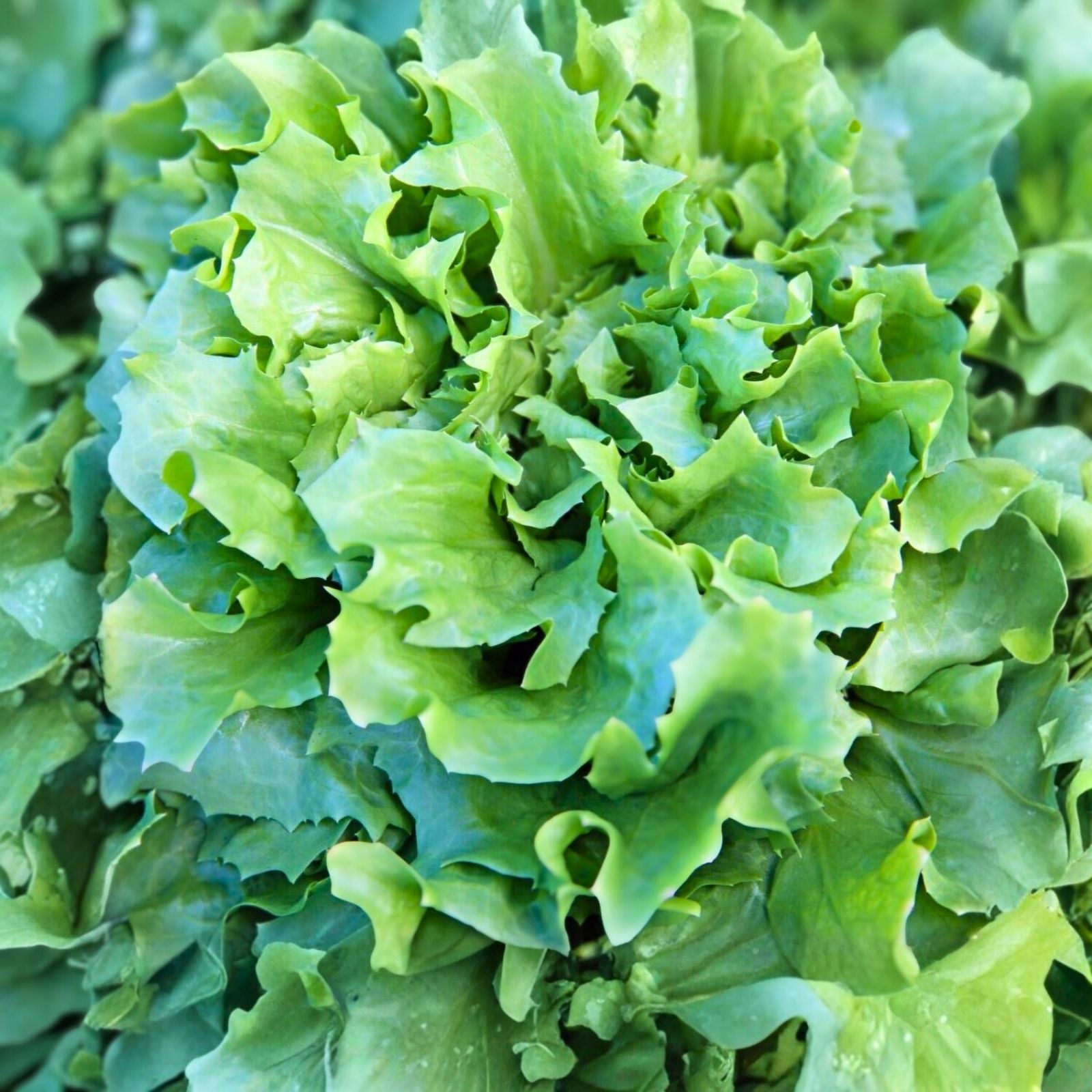 Endive Seeds - Broadleaf Batavian Heirloom Non-GMO 50 Seeds for Home Garden - Cichorium endivia