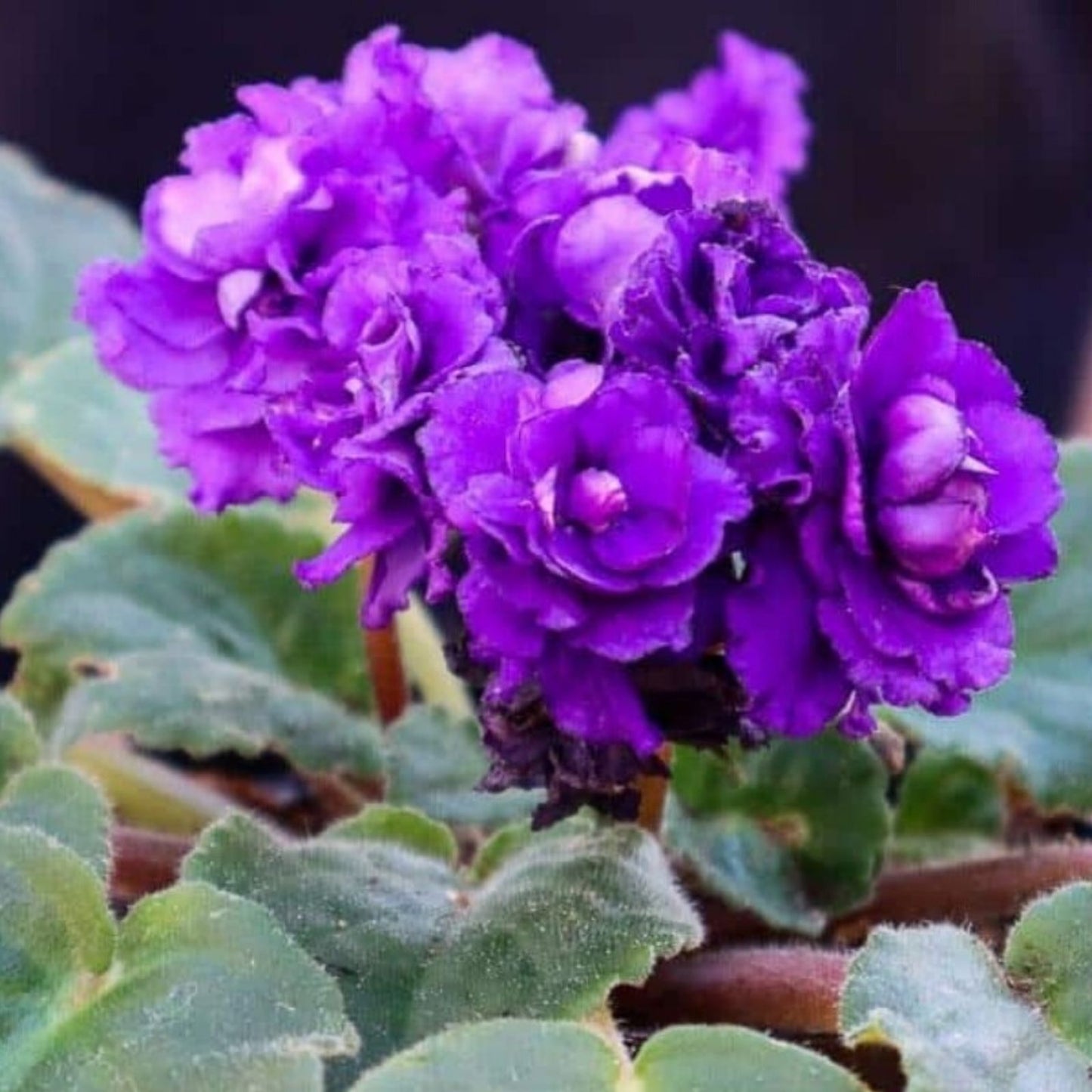 African Violet Leaves 2 Pack - Rockin' Robin - Saintpaulia ionantha - Indoor Plant Cuttings for Propagation