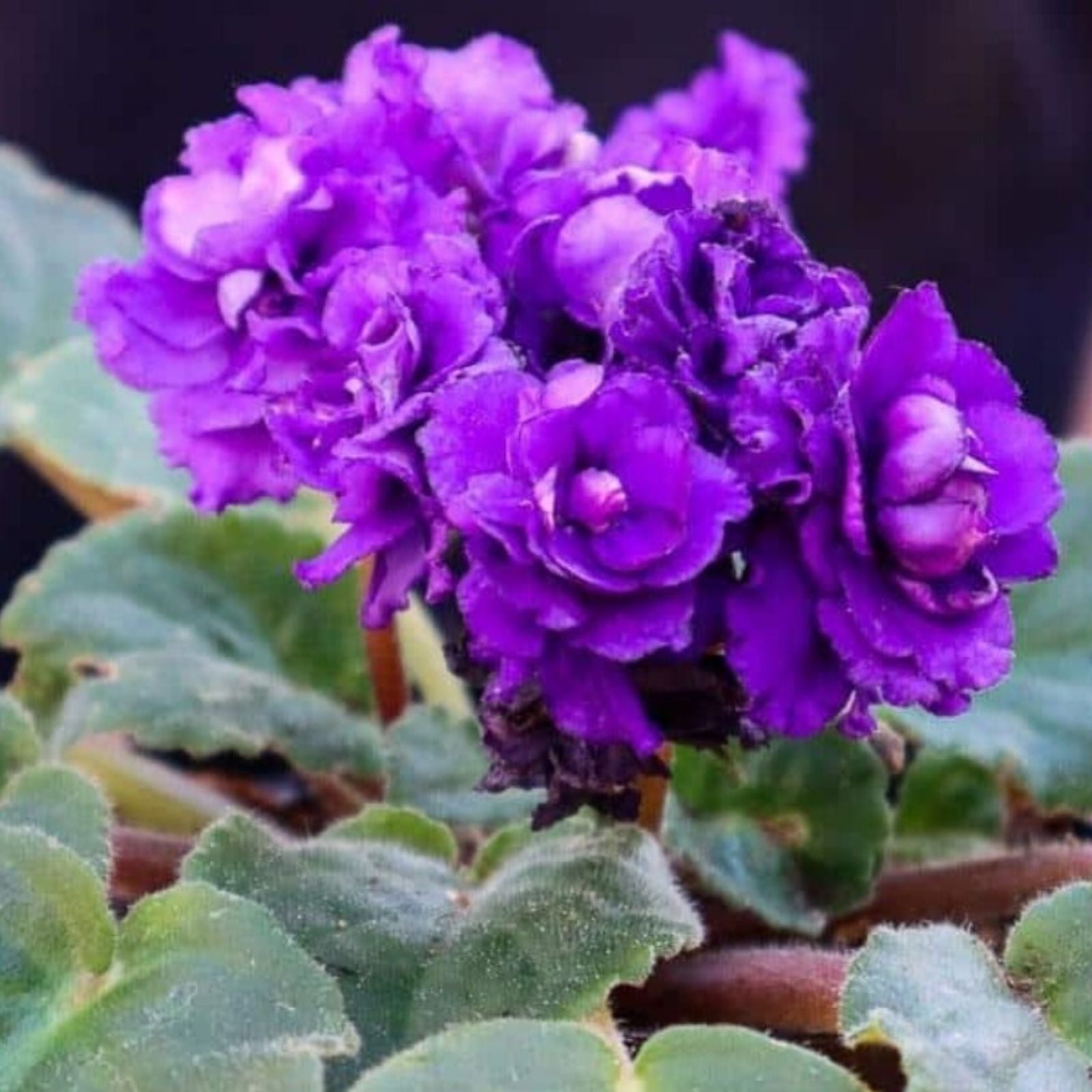 African Violet Leaves 2 Pack - Rockin' Robin - Saintpaulia ionantha - Indoor Plant Cuttings for Propagation