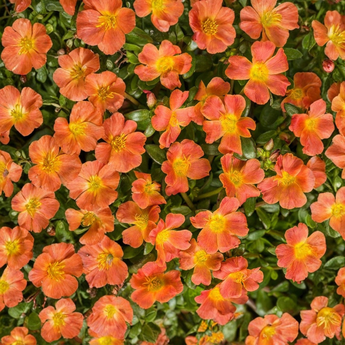 Orange Portulaca Plant in 6 in Pot | Drought-Tolerant Moss Rose Succulent | Portulaca oleracea