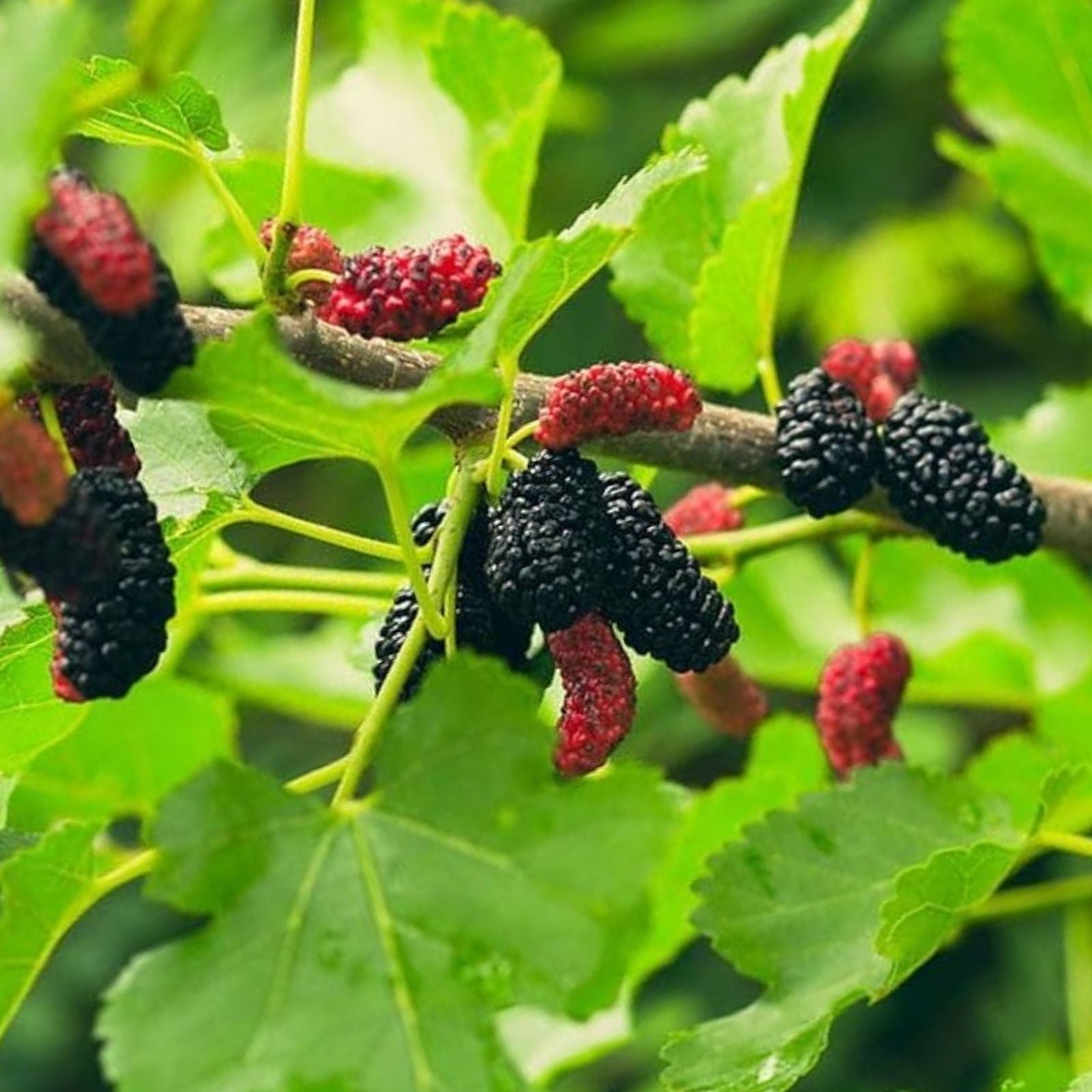 Pakistan Long Black Mulberry Cuttings 4 Pack for Grafting or Rooting Morus nigra