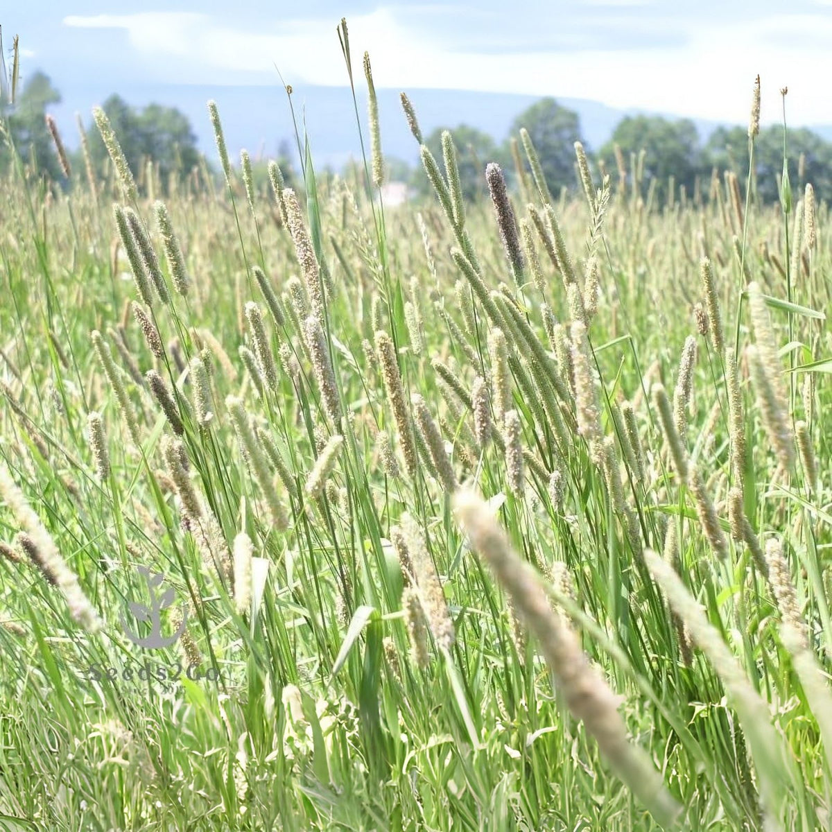 Timothy Grass Seeds, 2,000 Count, Climax Variety, Cover Crop for Hay and Wildlife Food Plot, Phleum pratense