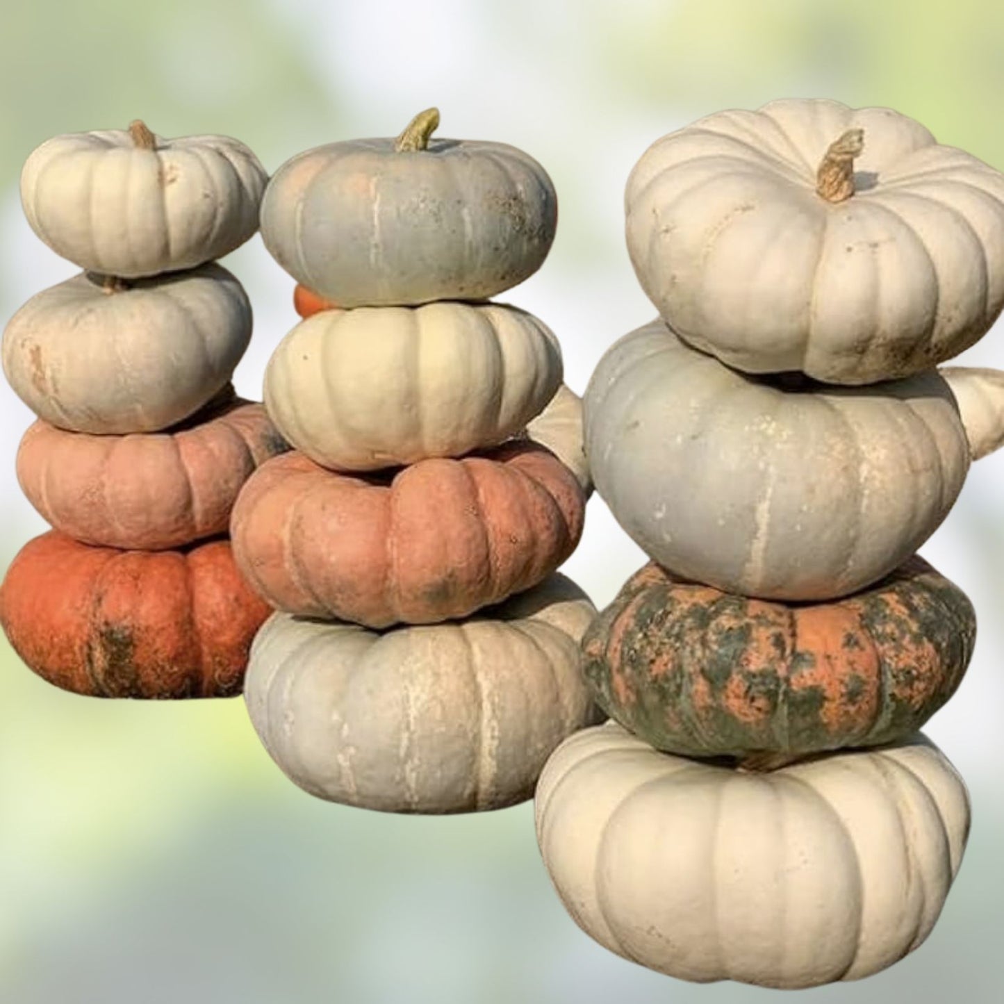 Stacker Pumpkin Seeds for Planting, 10 Seeds, Heirloom Variety, Cucurbita pepo, Organic Pumpkin Seeds