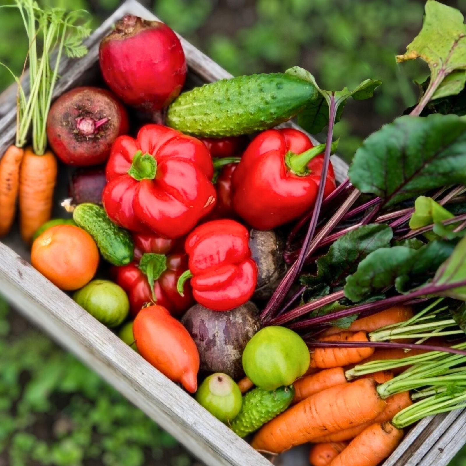 Heirloom Vegetable Seed Collection - 5 Varieties of Non-GMO Root Vegetables for Home Garden - Organic Seeds