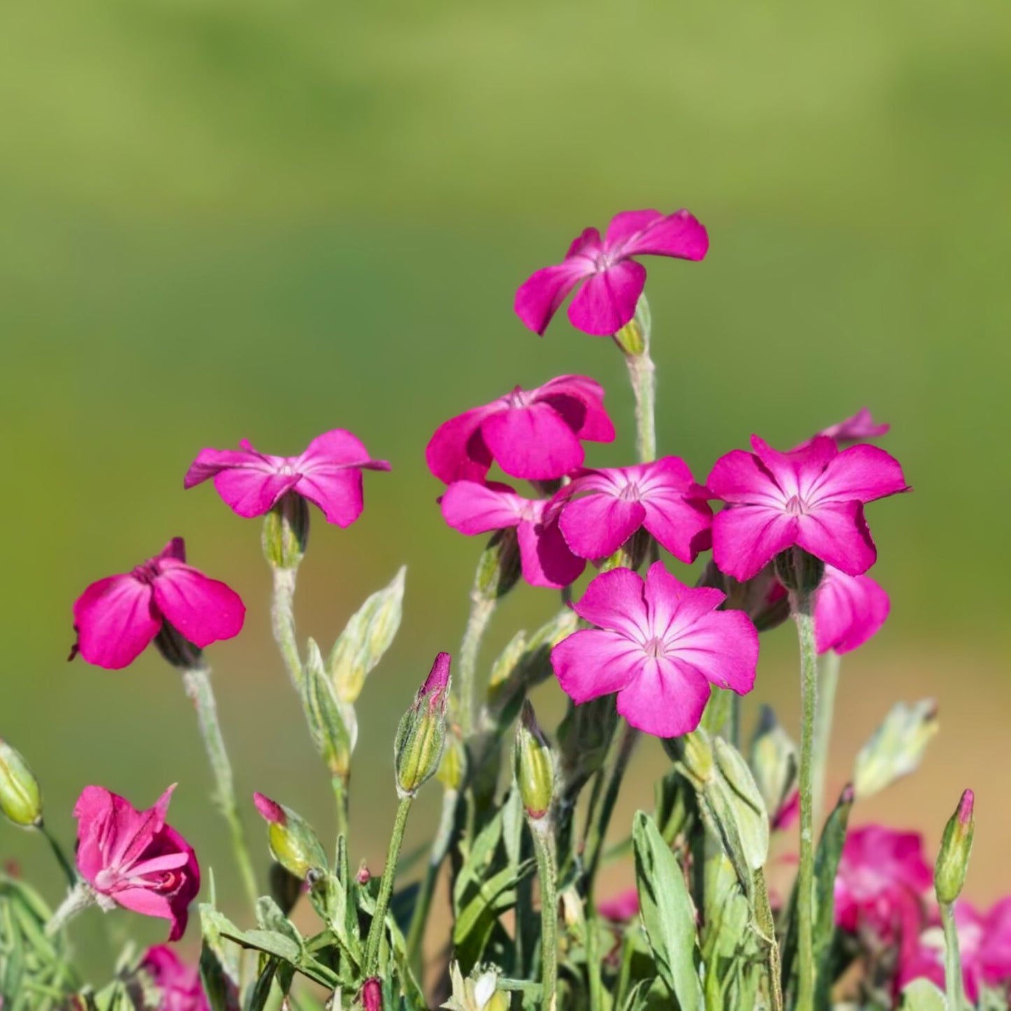 Rose Campion Plants 5 Pack - Organic Flowering Perennials - Lychnis coronaria - Live Established, 2+ Years Old