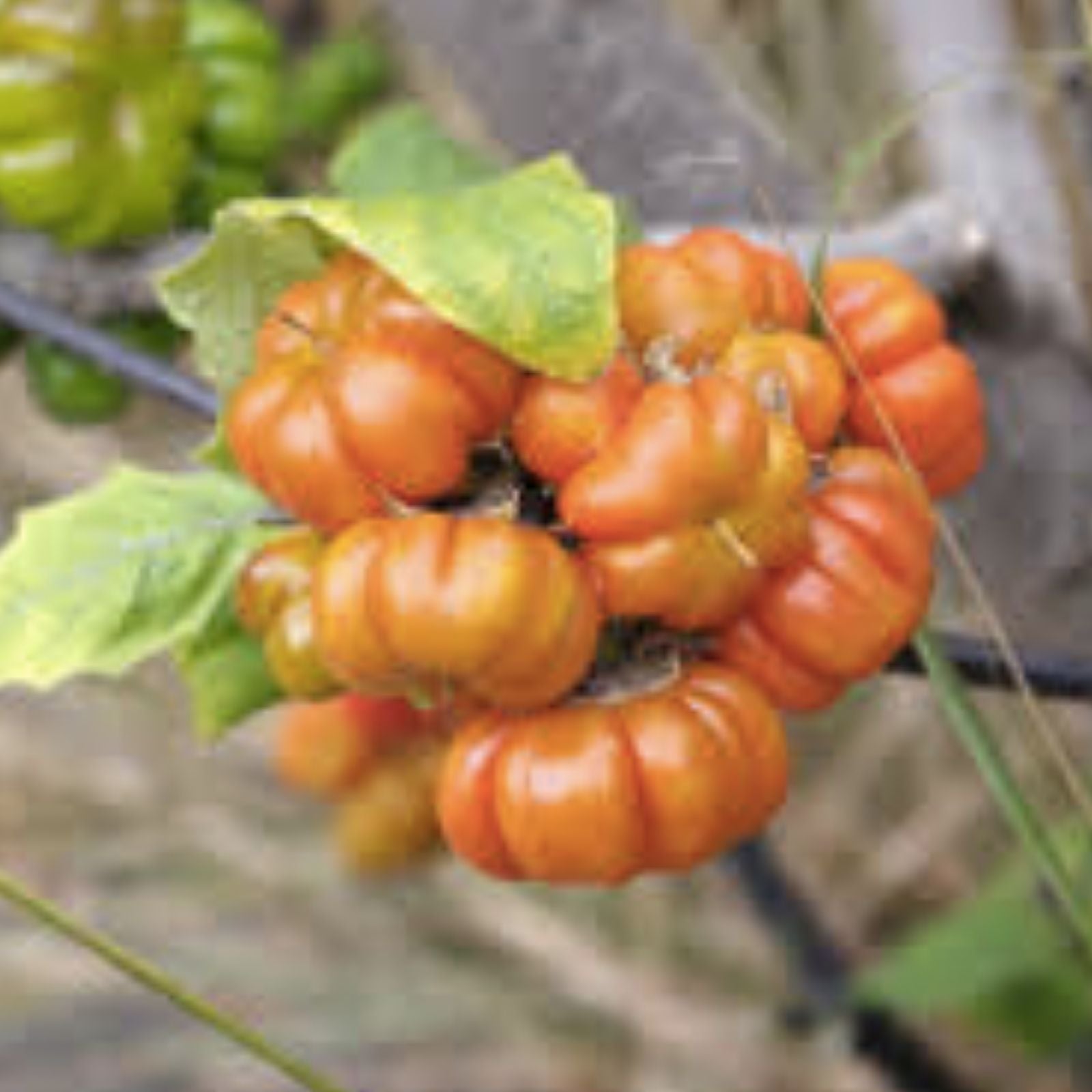 Pumpkin on a Stick Eggplant Seeds - 10 Seeds for Planting - Unique Vegetable Variety - Solanum integrifolium