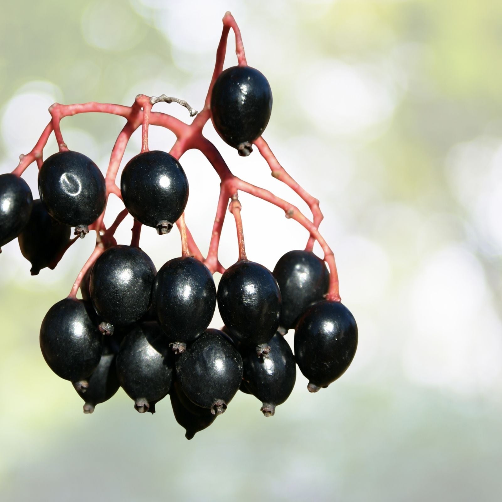 Organic Black Hawberry Seeds - 20 Count - Viburnum prunifolium - Fruiting Plant Seeds - Free Shipping