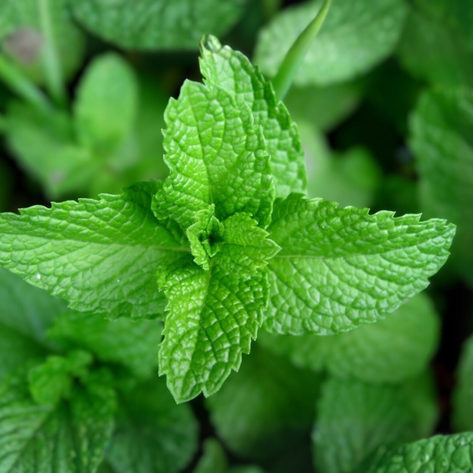 Heirloom Peppermint Seeds - Non-GMO Culinary Herb - Aromatic Mentha × piperita - 100+ Seeds