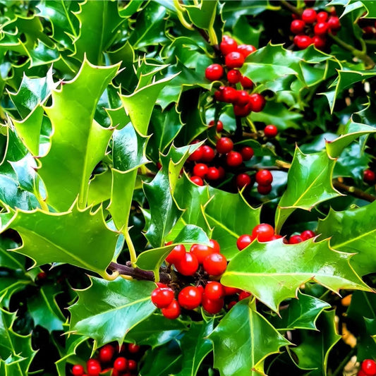 English Holly Seeds - 10 Heirloom Open Pollinated Ilex aquifolium for Gardening and Ornamental Planting
