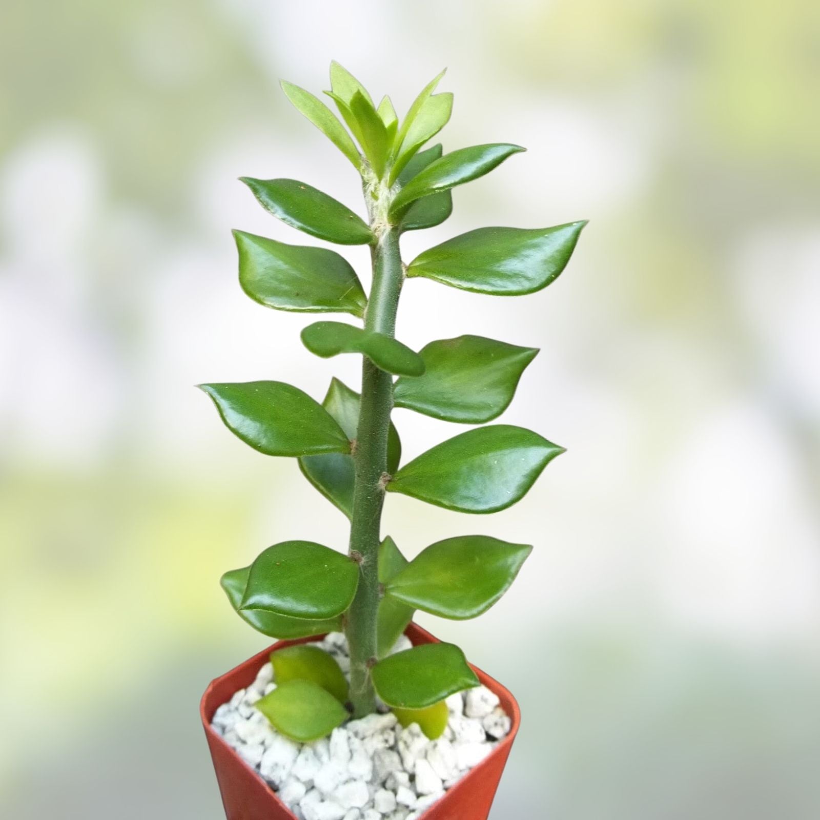Pereskiopsis spathulata Grafting Stock Cactus Cuttings 5 Pack Succulent Plant for Grafting