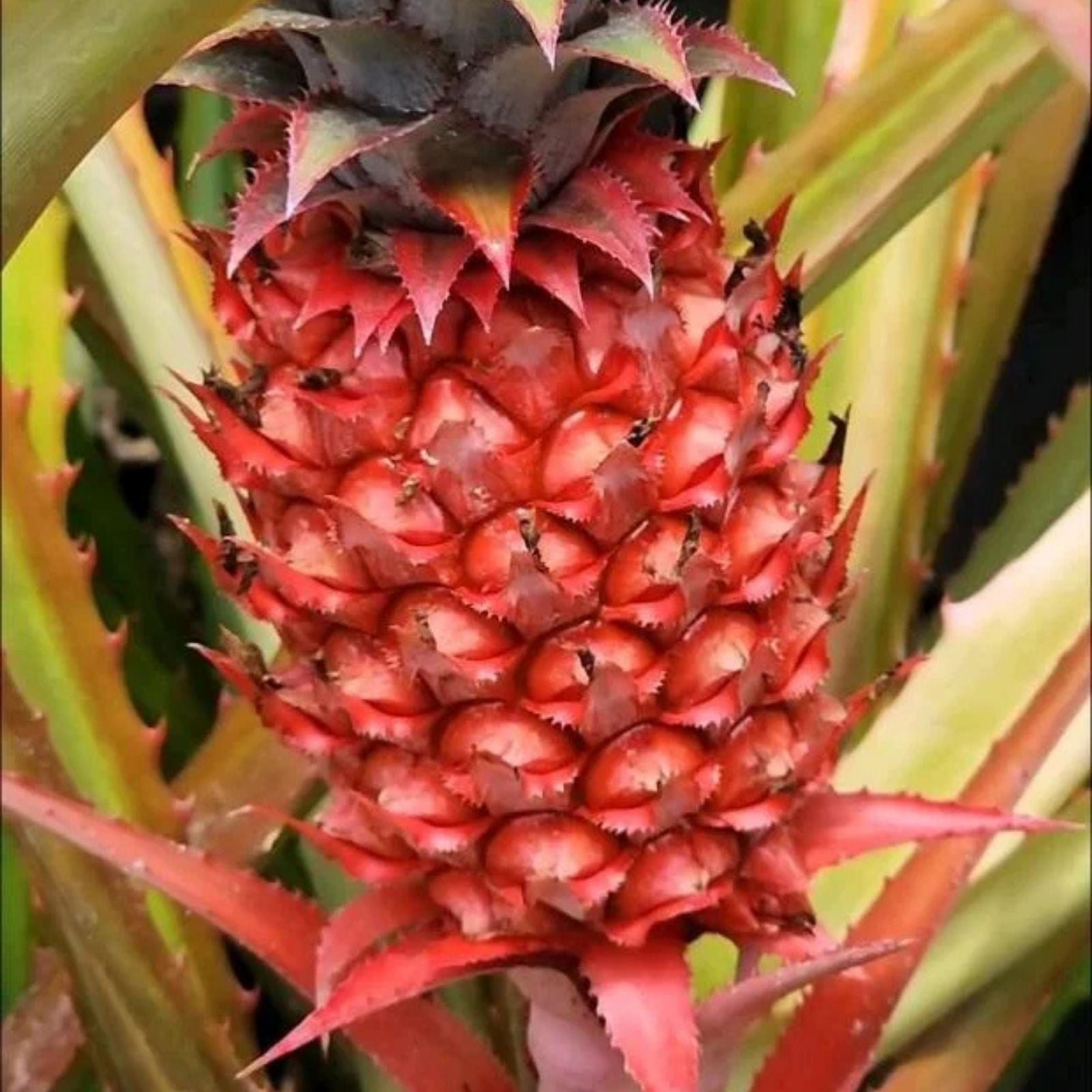 Wild Pineapple Seeds for Planting, 10 Seeds, Bromelia pinguin, Tropical Fruit Seeds, Rare Garden Plants