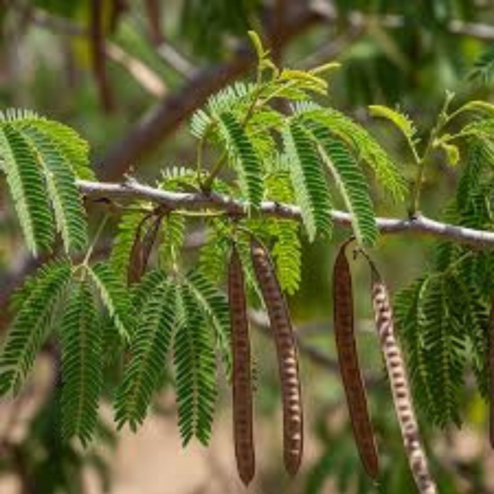 Acacia Senegalia Seeds - 30 Black Cutch Tree Seeds - Catechu Variety for Planting - Drought Tolerant, Fast-Growing Tree Seeds