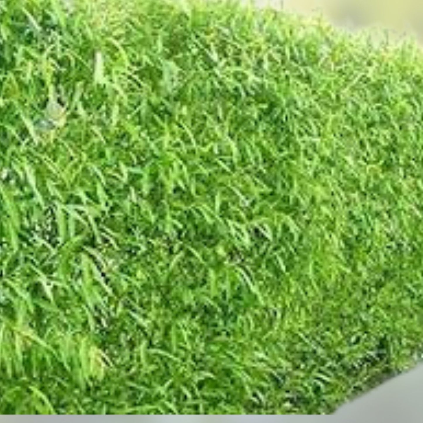 Hybrid Aussie Willow Trees 5 Pack - Fast Growing Privacy & Shade Trees - Salix x 'Aussie'