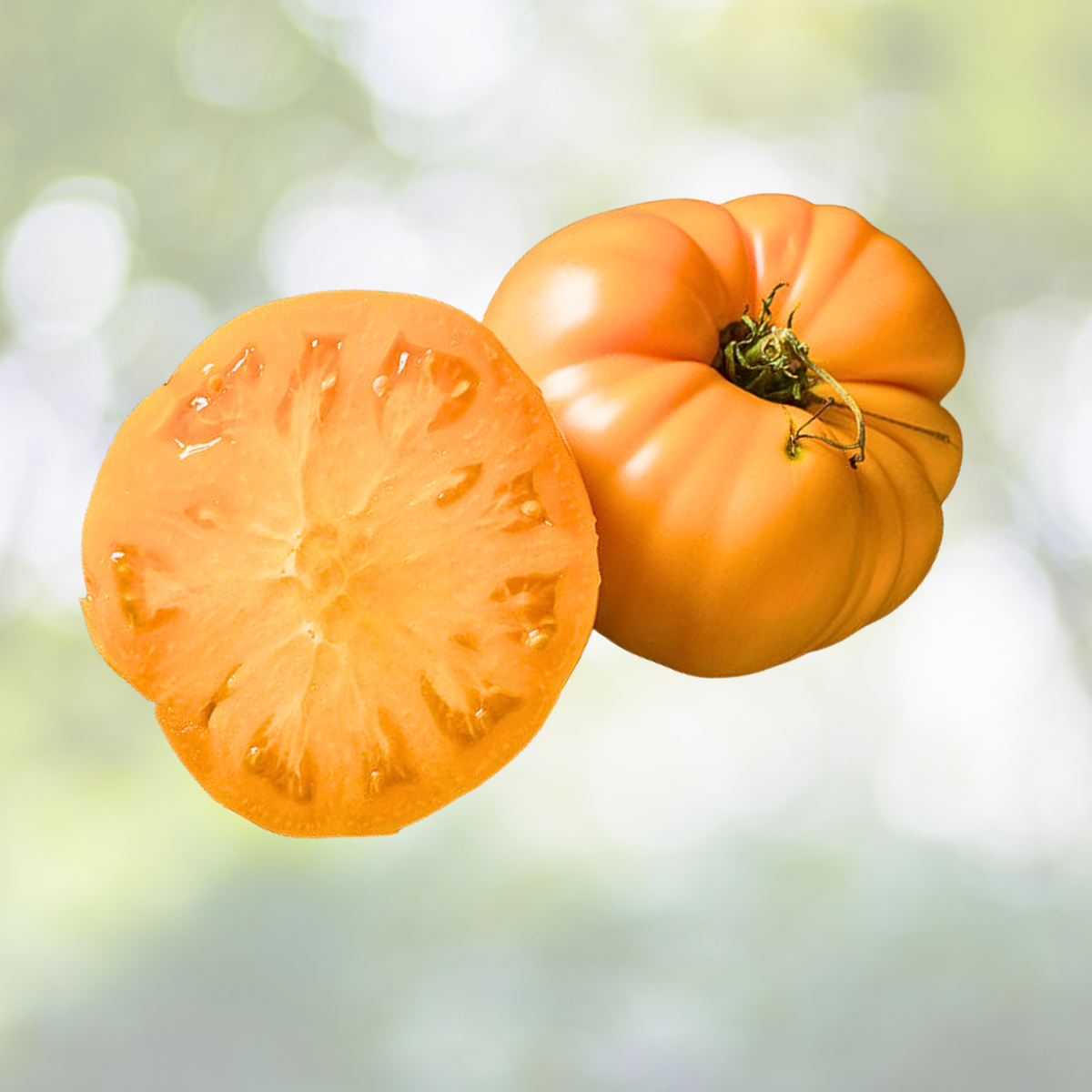 Brandywine Yellow Tomato Seeds - Indeterminate Beefsteak Heirloom Non-GMO - 50 Seeds (Solanum lycopersicum)