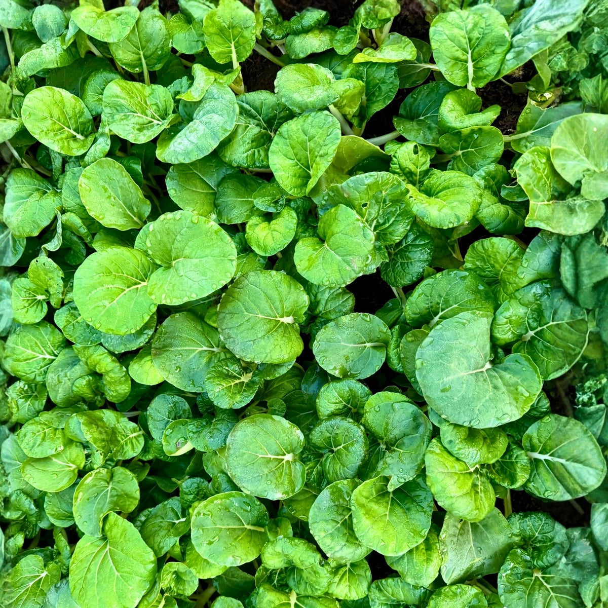 Curled Cress Seeds Heirloom Broadleaf 50+ for Sprouts Microgreens Home Gardening